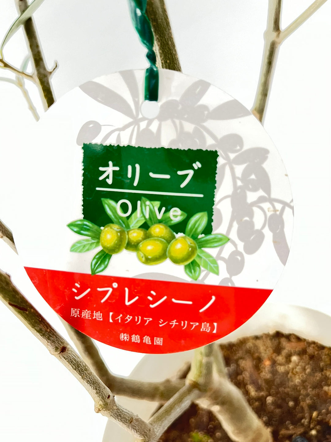 NEW【法人限定】シプレシーノ（オリーブの木）｜ XLサイズ｜NO.2049