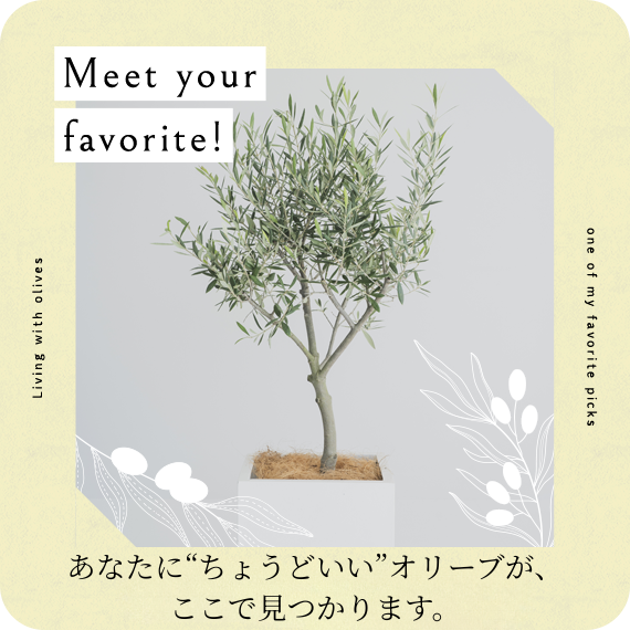 オリーブの木専門店 鶴亀園｜シンボルツリー・ギフトに人気｜香川から