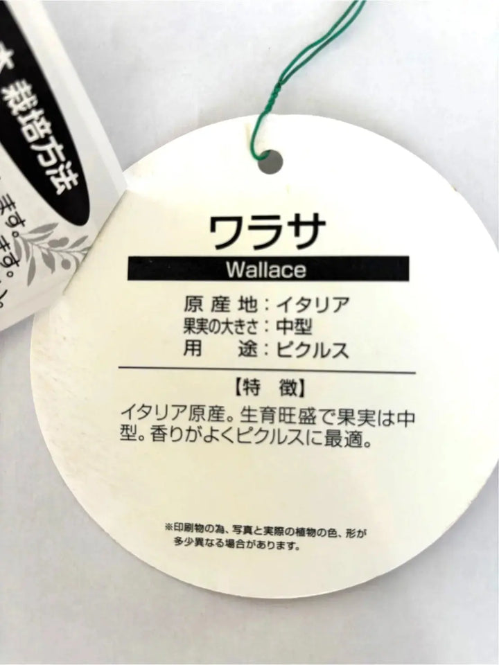 オリーブの木　ワラサ　10号　約160cm　K-70　希少品種　一点物 ワラサ Lサイズ 約160cm K-70 オリーブの木 - 株式会社鶴亀園
