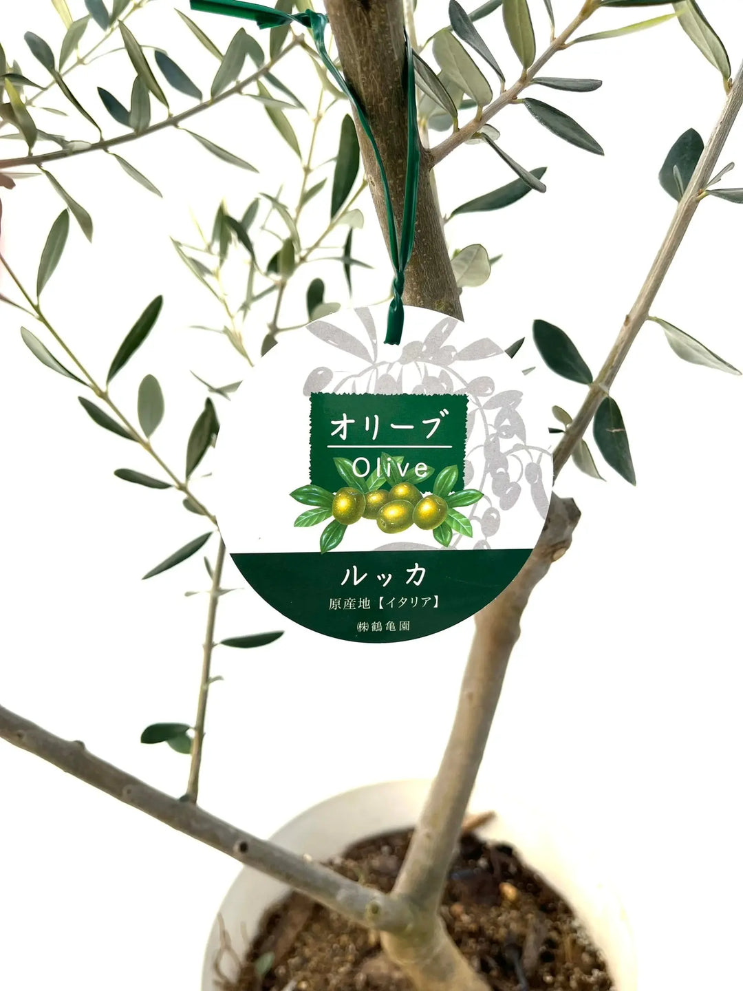 オリーブの木　ルッカ　7号　約140cm　NO.664　人気品種　現品掲載 ルッカ Mサイズ 約140cm NO.10268 オリーブの木 - 株式会社鶴亀園