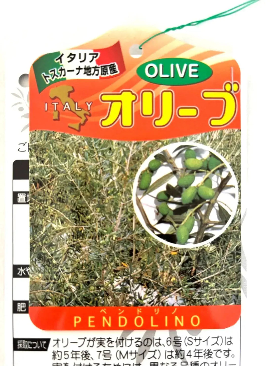 オリーブの木　ペンドリノ　8号　約140cm　K-140　一点物 オリーブの木ペンドリノ8号約140cmK-140一点物