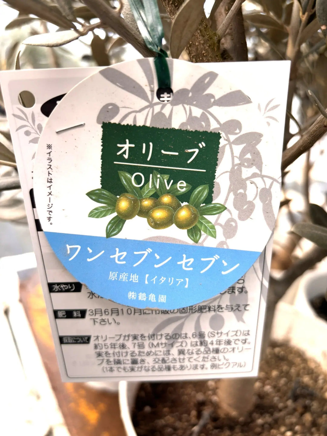 NEWワンセブンセブン（オリーブの木）｜Sサイズ｜K-318｜約130cm｜希少