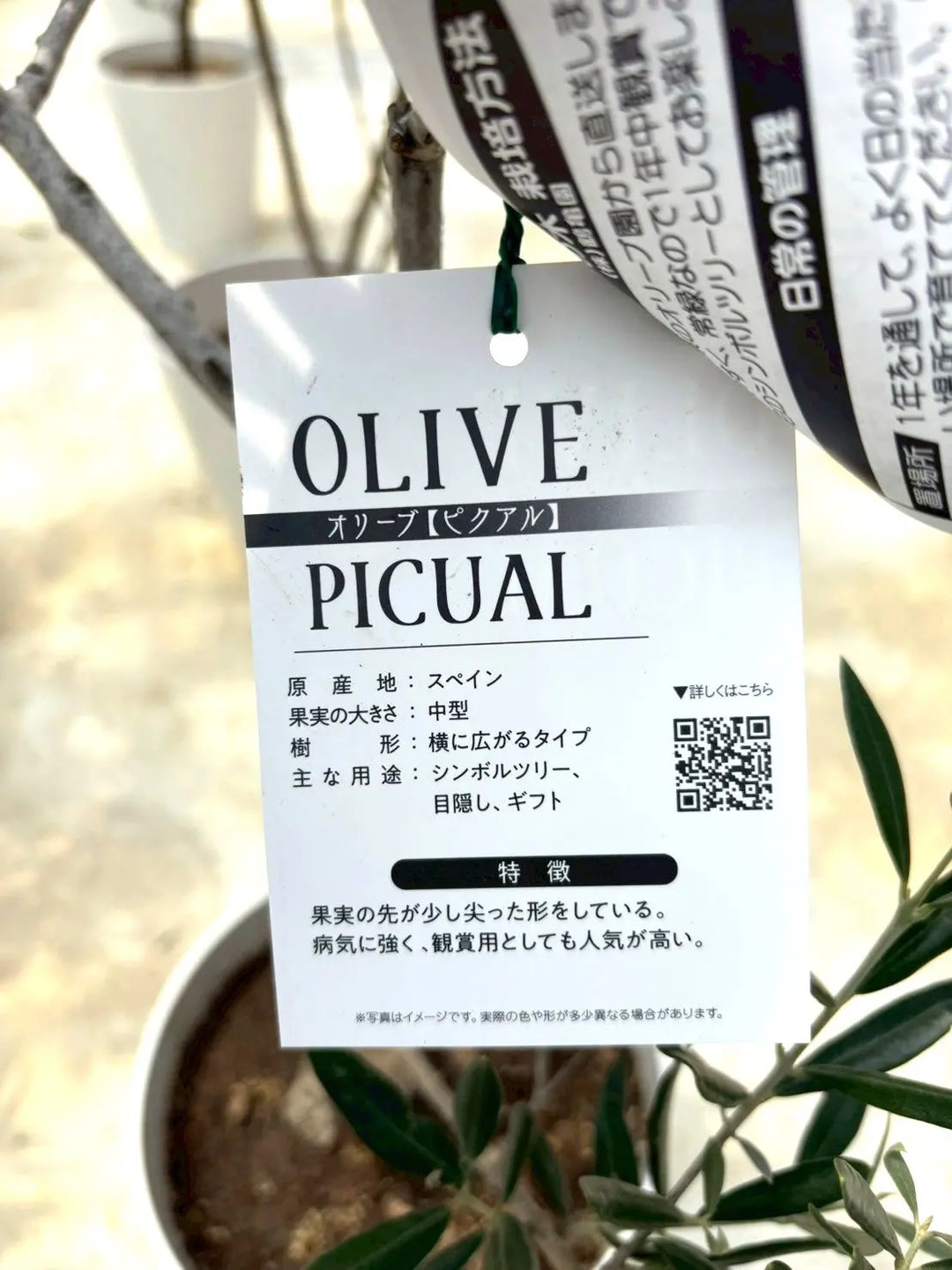 オリーブの木 ピクアル 太 olive-picual-258_0001.jpg?
