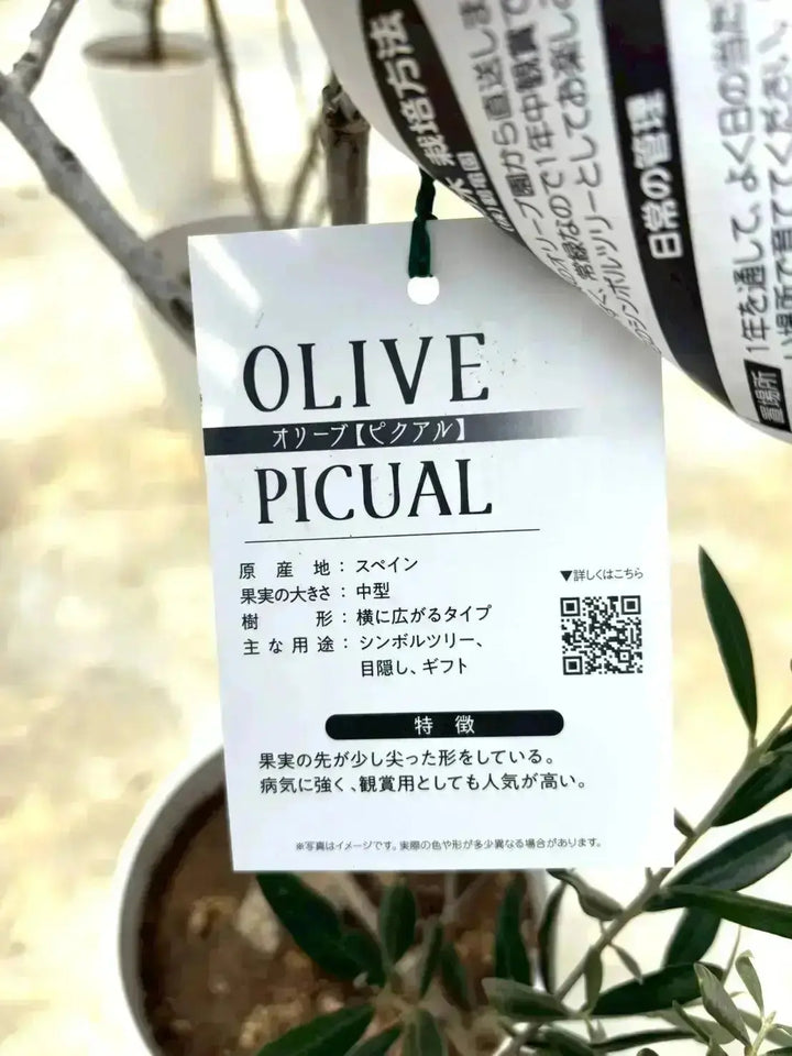 NEWピクアル（オリーブの木）｜Sサイズ｜NO.10702｜約140cm｜人気・銀
