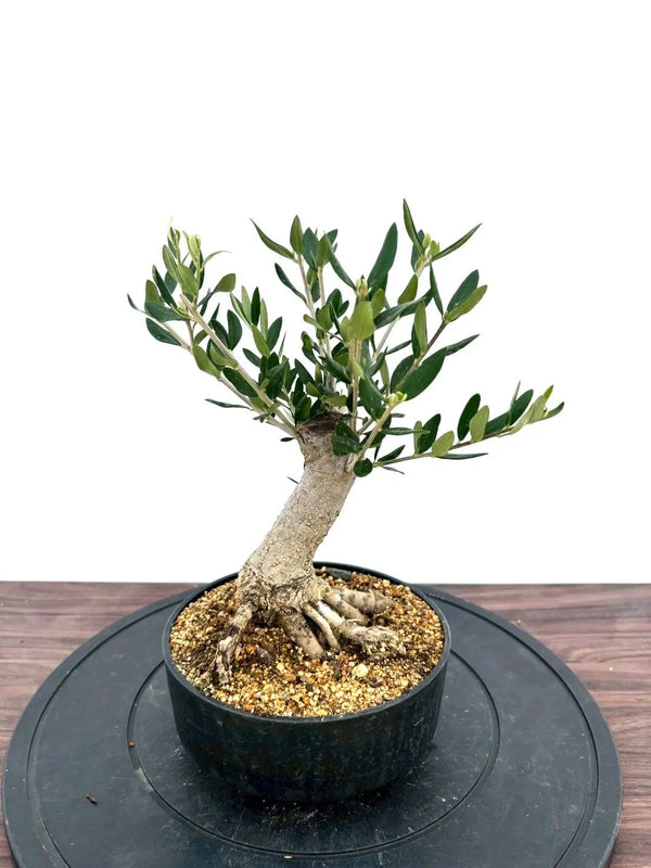 NEWルッカ（オリーブの木）【盆栽風】｜XSサイズ｜NO.10929｜約35cm｜人気・寒冷地OK・初心者向き