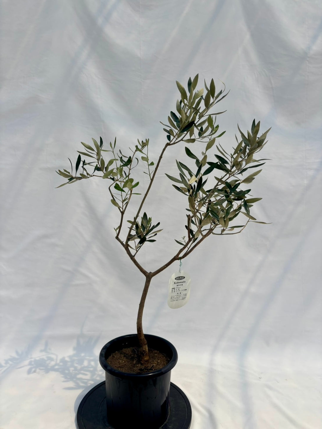 オリーブの木（全商品）｜写真の木をそのままお届け［現品販売］｜鶴亀