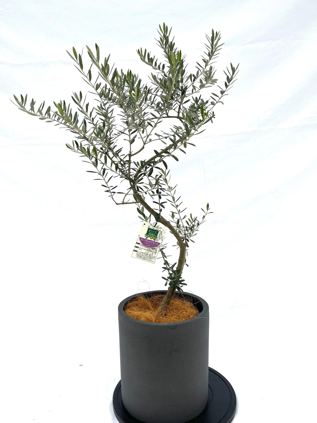 ネバディロブランコ Sサイズ 約130cm NO.10017 オリーブの木 - 株式