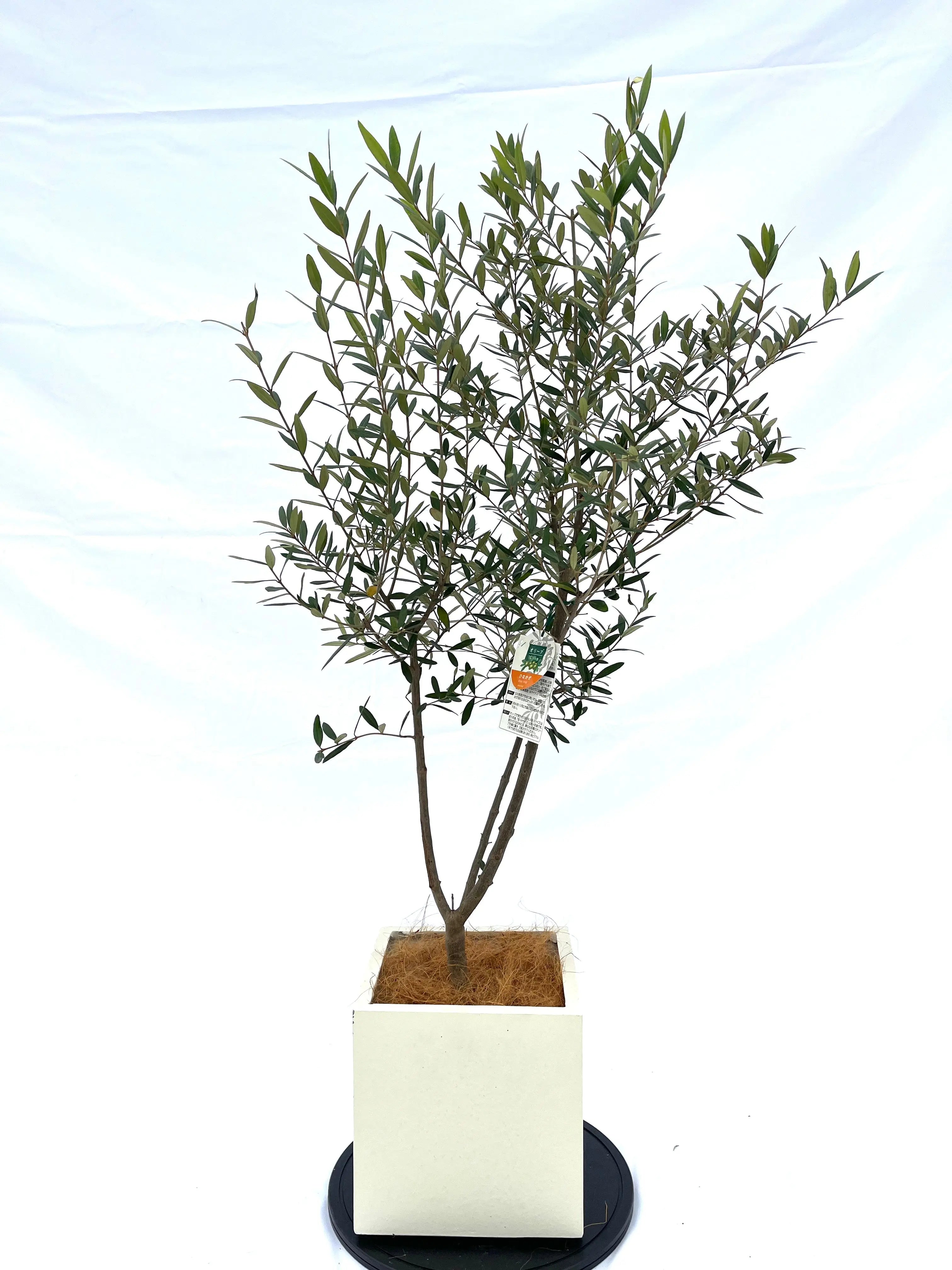 か*ず様 オリーブ おまかせオリーブ｜XXS／XSサイズ｜人気8品種から厳選お届け