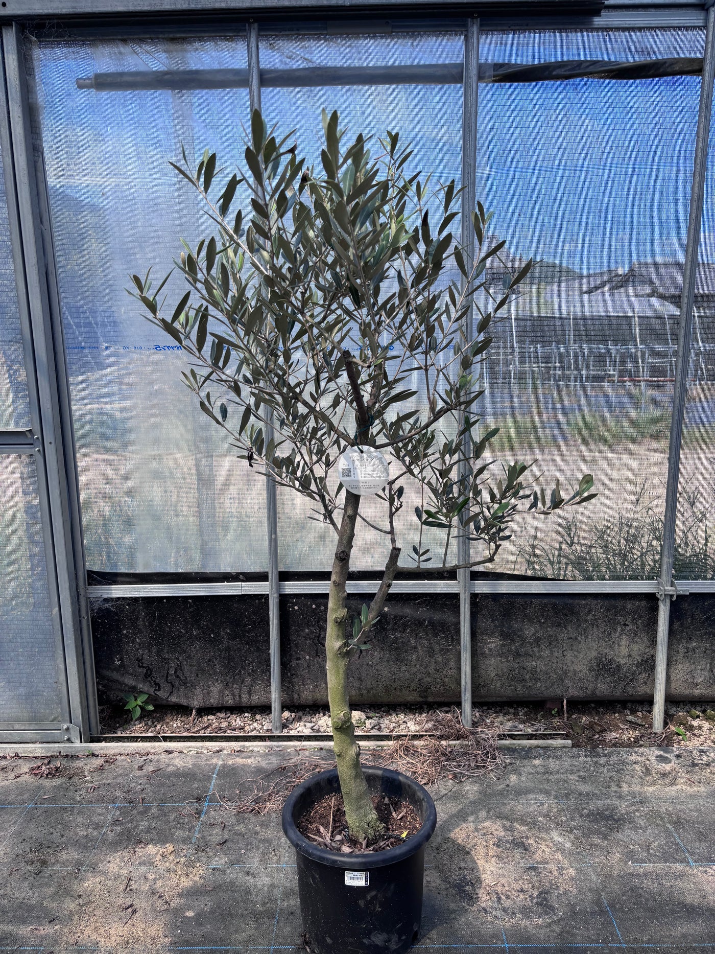 オリーブの木 3つの仕切りに何入れよう 約33cm オリーブの木 3つの オリーブの木 3つの仕切りに何入れよう 約33cm オリーブの木 3つの