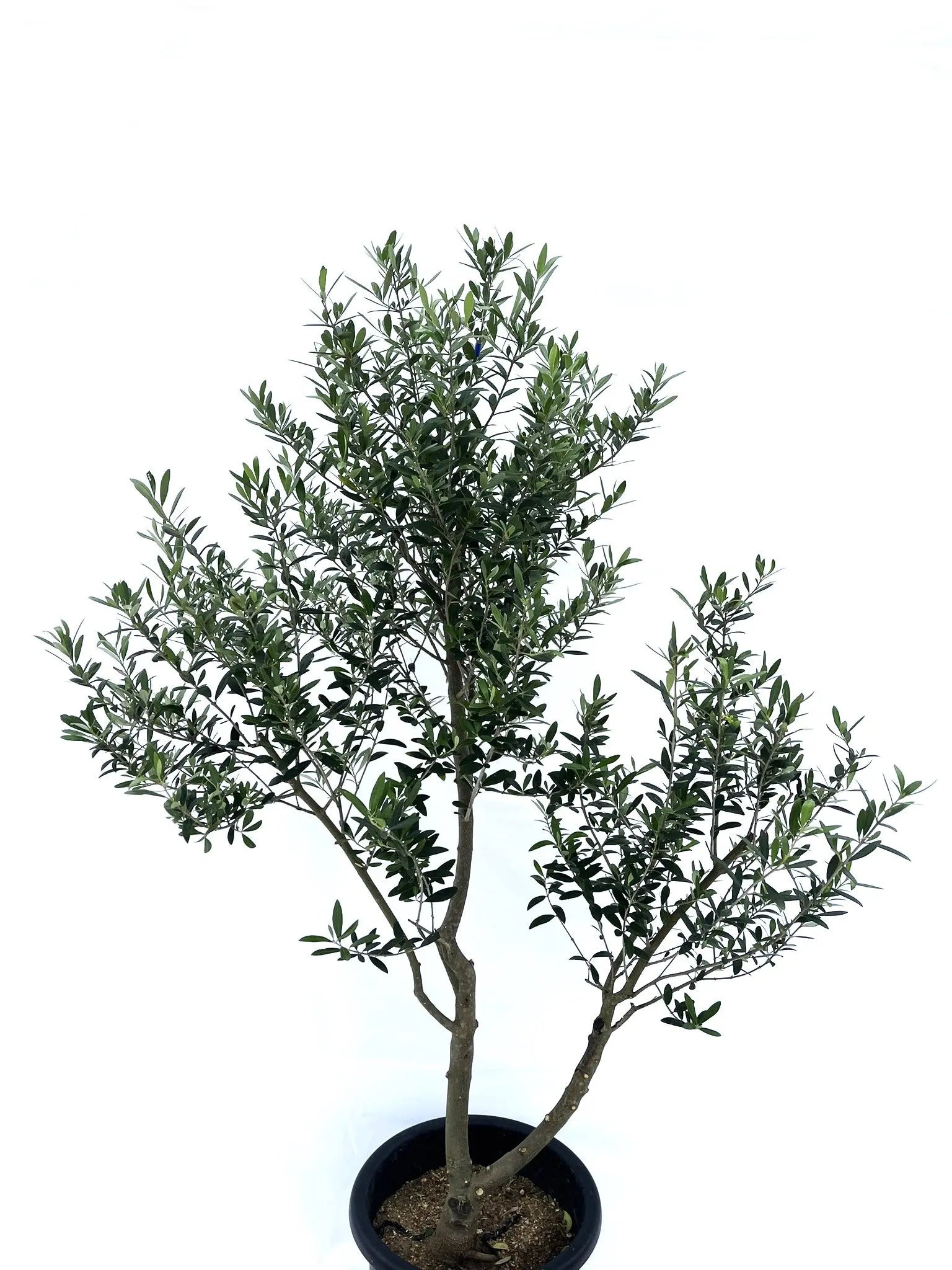 ネバディロブランコ Lサイズ 約150cm NO.10206 オリーブの木