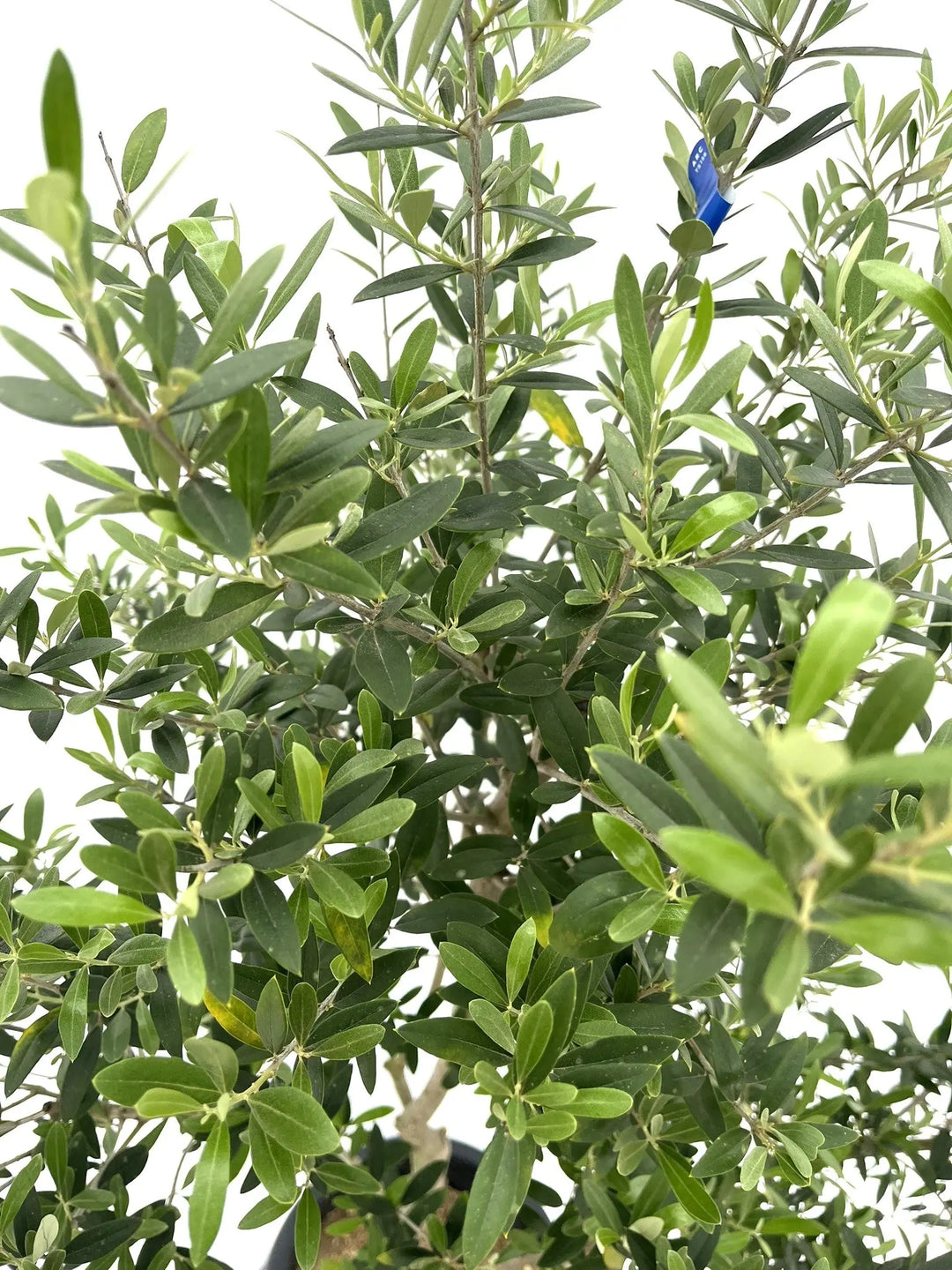 オリーブの木　ネバディロブランコ　約150cm　NO.1885　大型　現品掲載 オリーブの木 ネバディロブランコ 約150cm NO.1885 大型 現品掲載