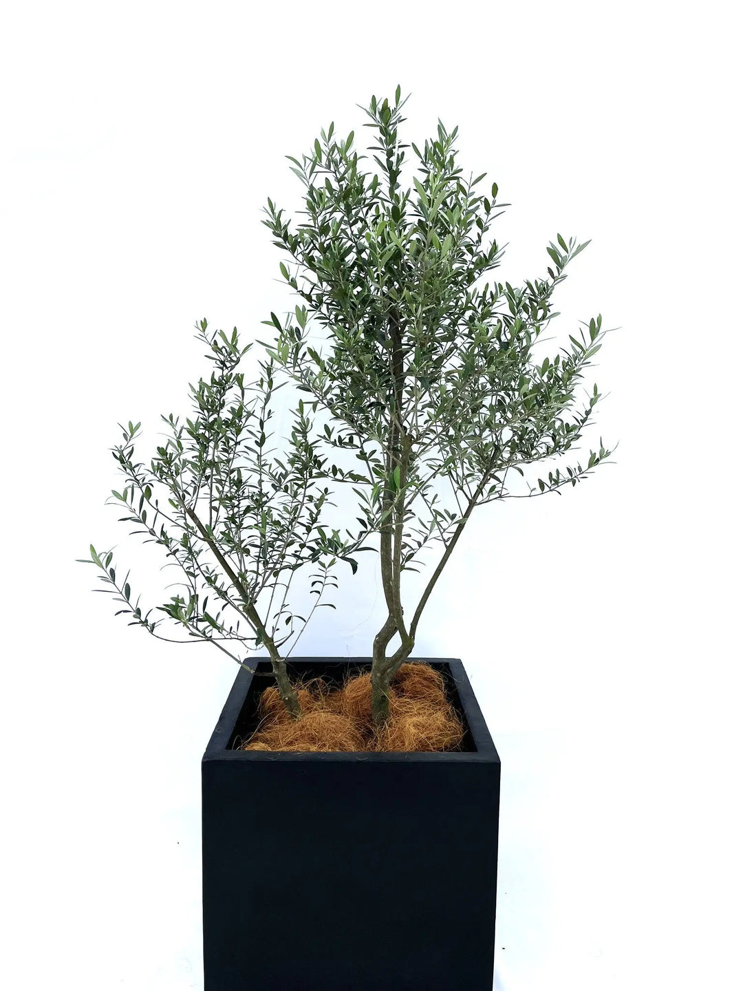 ネバディロブランコ Lサイズ 約150cm NO.10206 オリーブの木 - 株式