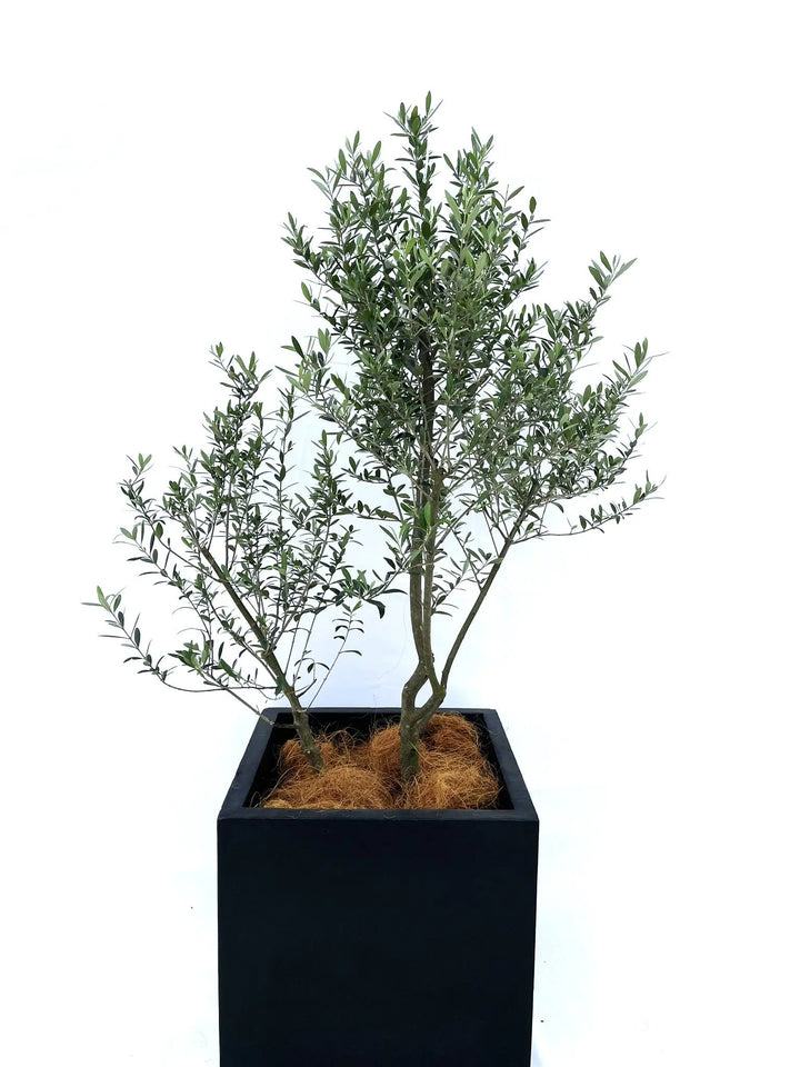 ネバディロブランコ Lサイズ 約150cm NO.10206 オリーブの木 - 株式