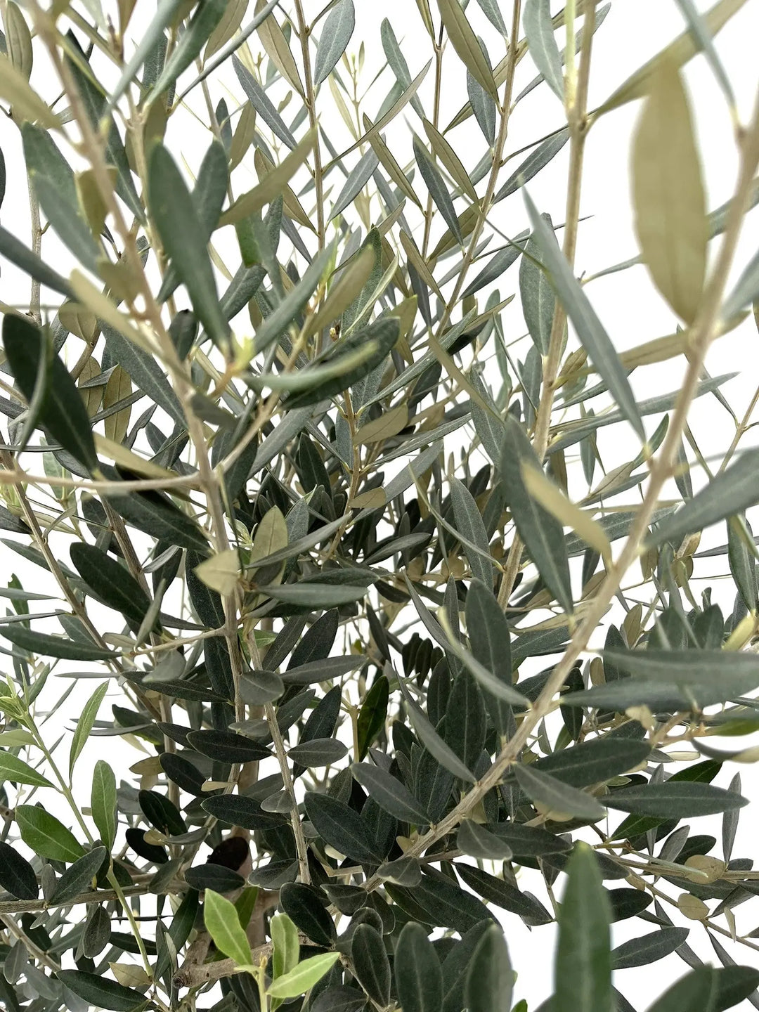 オリーブの木 Old Olive 古木オリーブ［No.07］× 11号鉢 (φ33cm) | Botanic