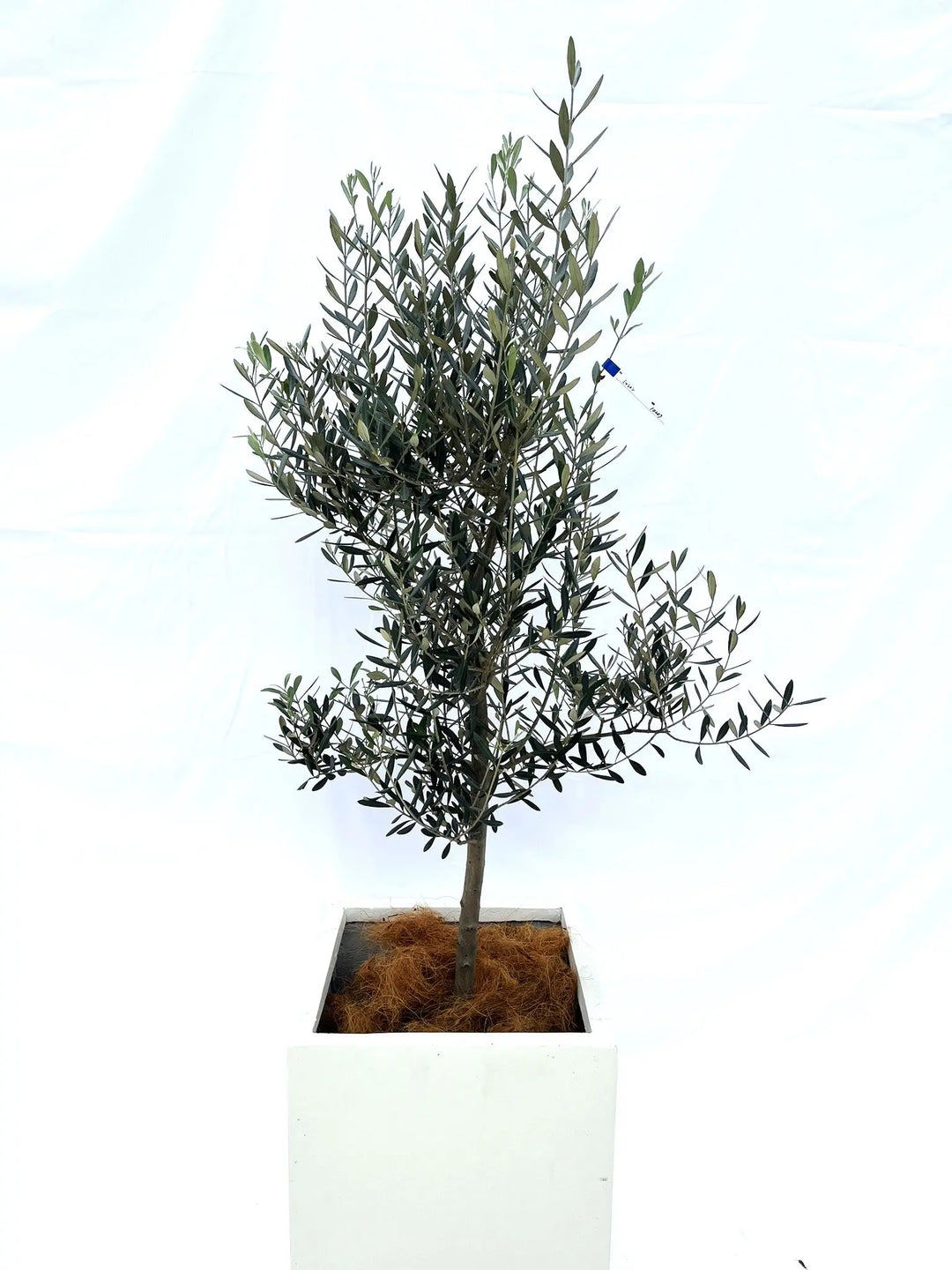 オリーブの木,た植物/観葉植物ミッション『綺麗な樹形。全長約160㌢