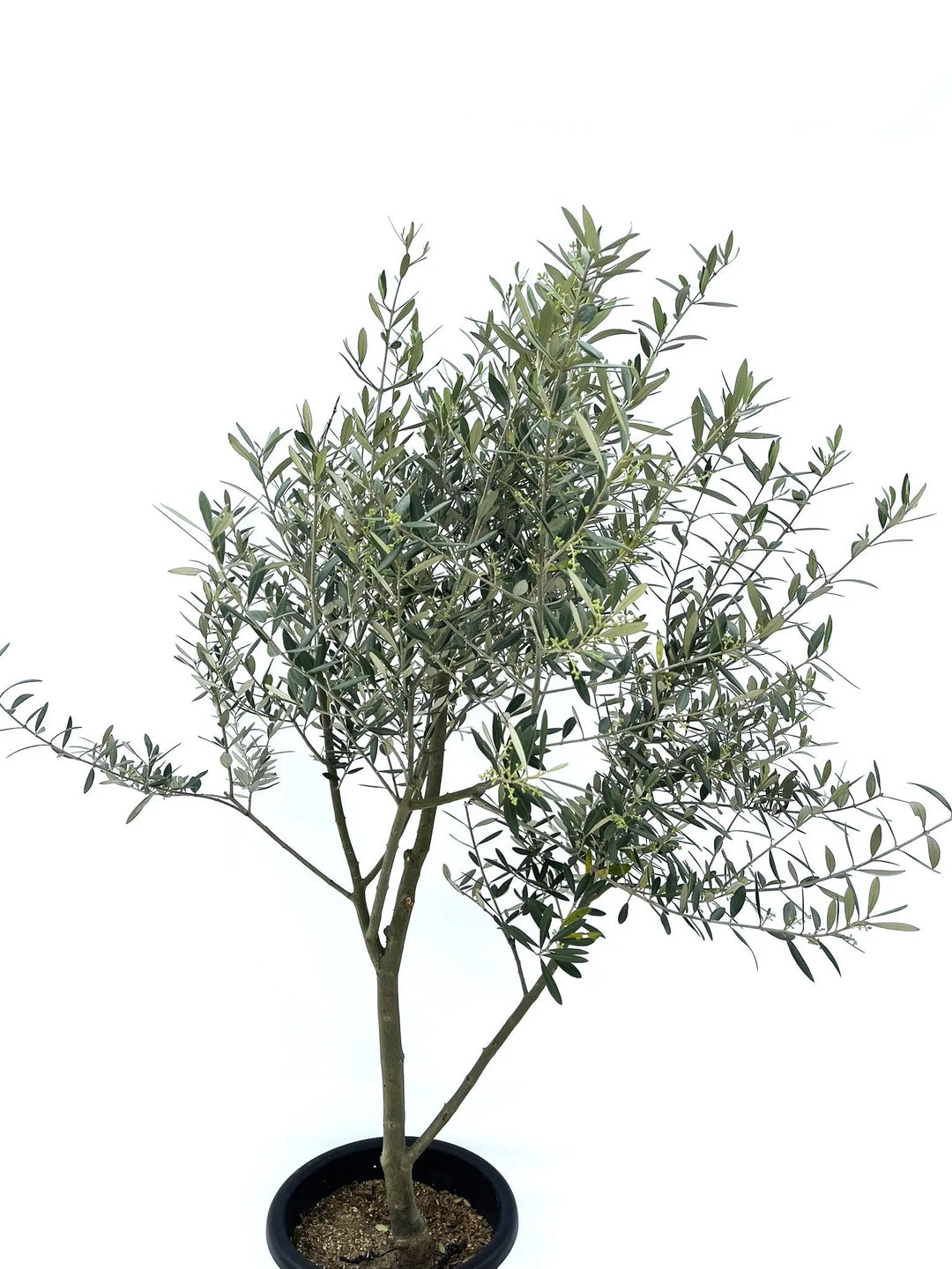 オリーブの木　ミッション　8号　約150cm　NO.695　人気品種　現品掲載 オリーブの木 ミッション 8号 約150cm NO.695 人気品種 現品掲載