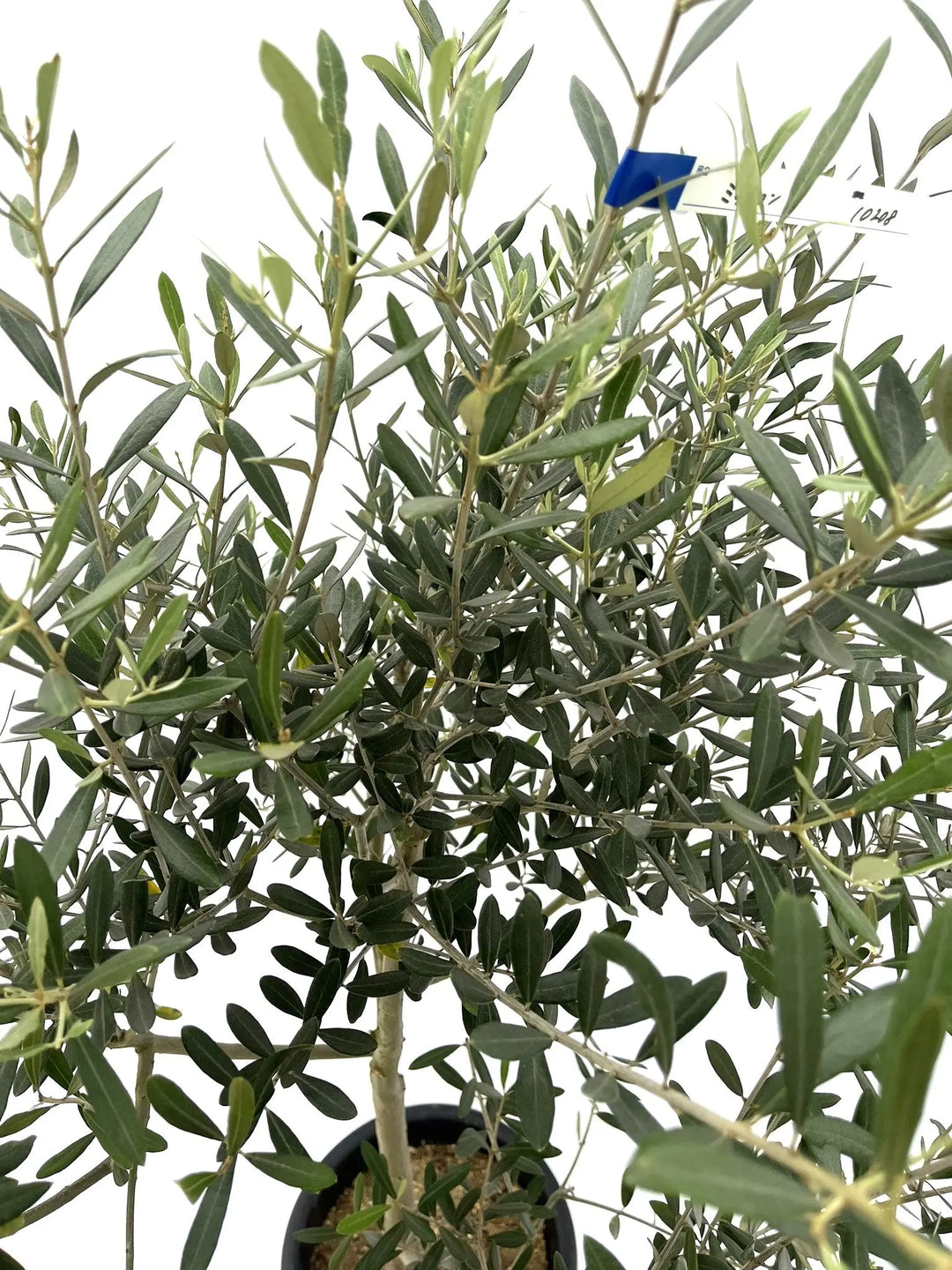 オリーブの木 ミッション 約170cm NO.1924 大型 現品掲載 人気品種