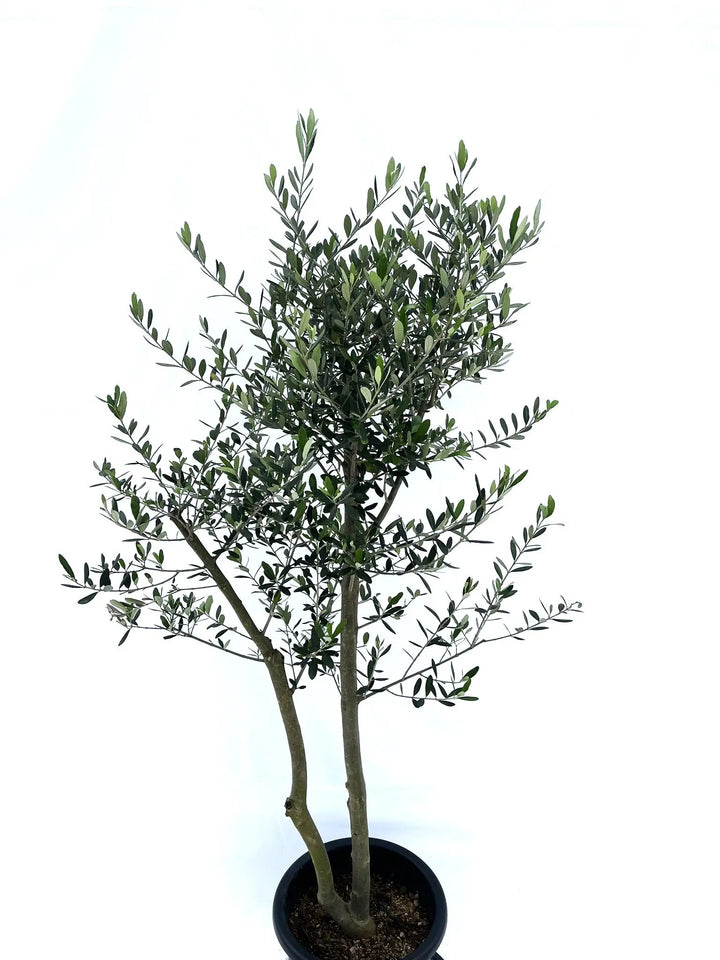 ルッカ Lサイズ 約160cm NO.10209 オリーブの木 - 株式会社鶴亀園
