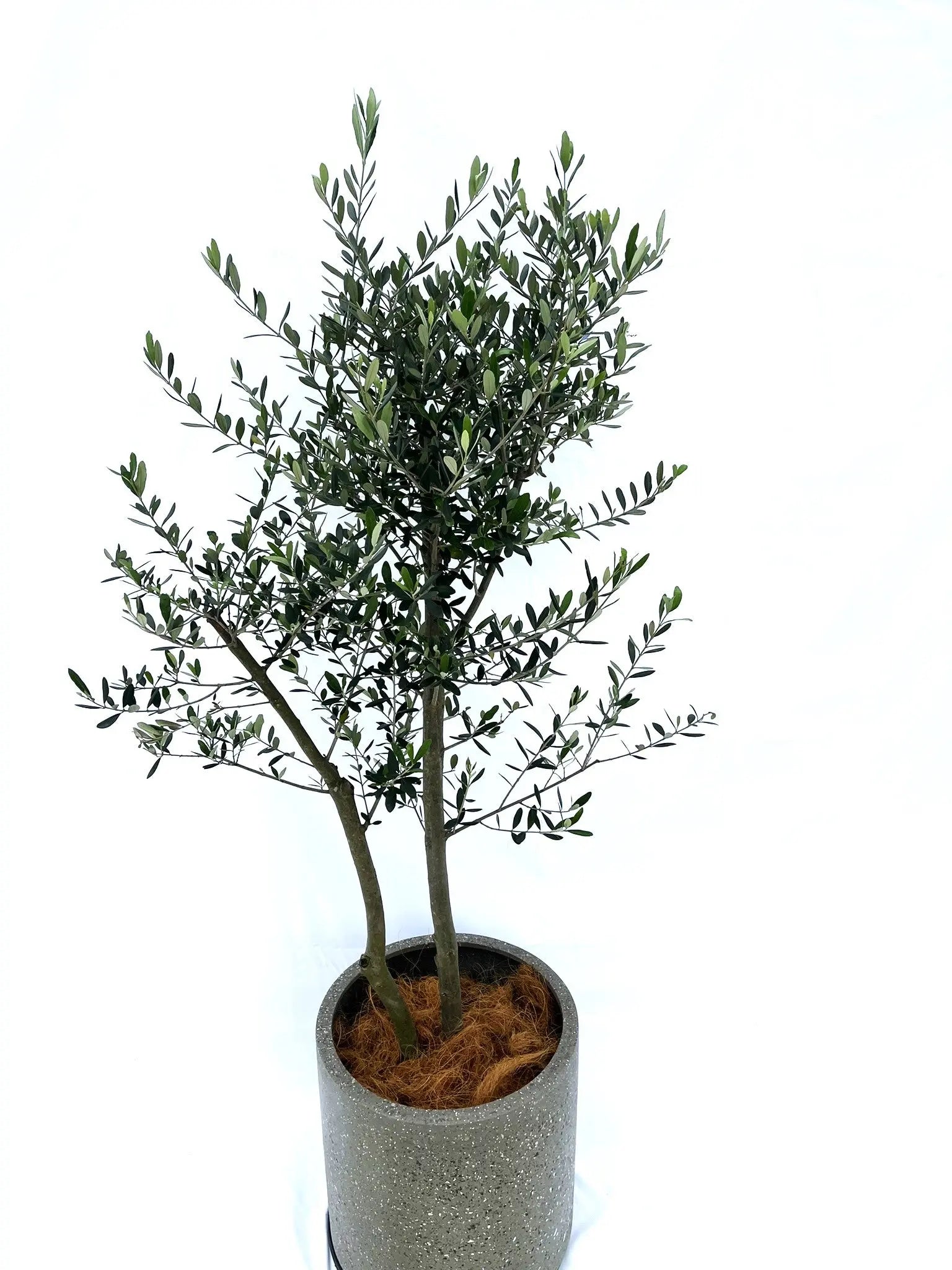 ルッカ Lサイズ 約160cm NO.10209 オリーブの木 - 株式会社鶴亀園