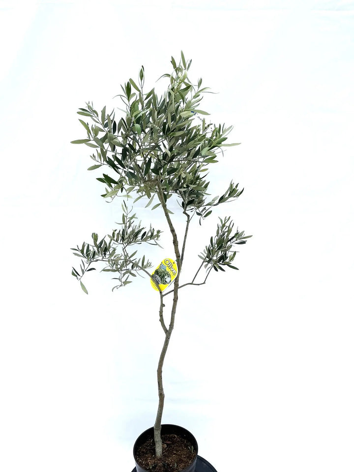 オリーブの木　カラマタ　7号　約110cm　NO.618　希少品種　現品掲載 オリーブの木 カラマタ 7号 約110cm NO.618 希少品種 現品掲載