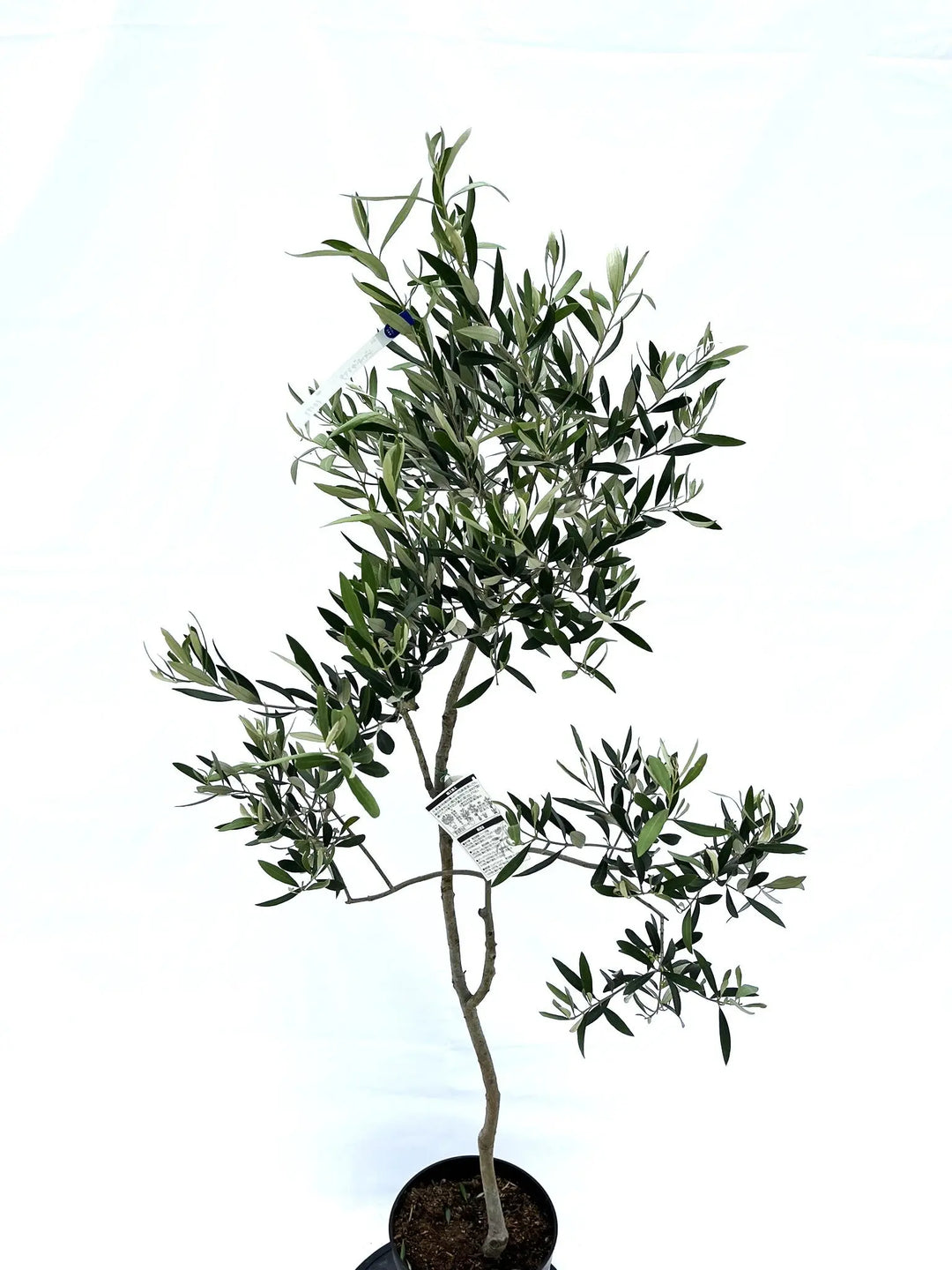 オリーブの木　カラマタ シンボルツリー 観葉植物：オリーブの木 ジャンボカラマタ*10号