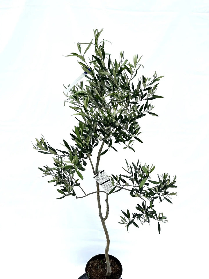 希少・特大実】ジャンボカラマタ（オリーブの木）〈直立型