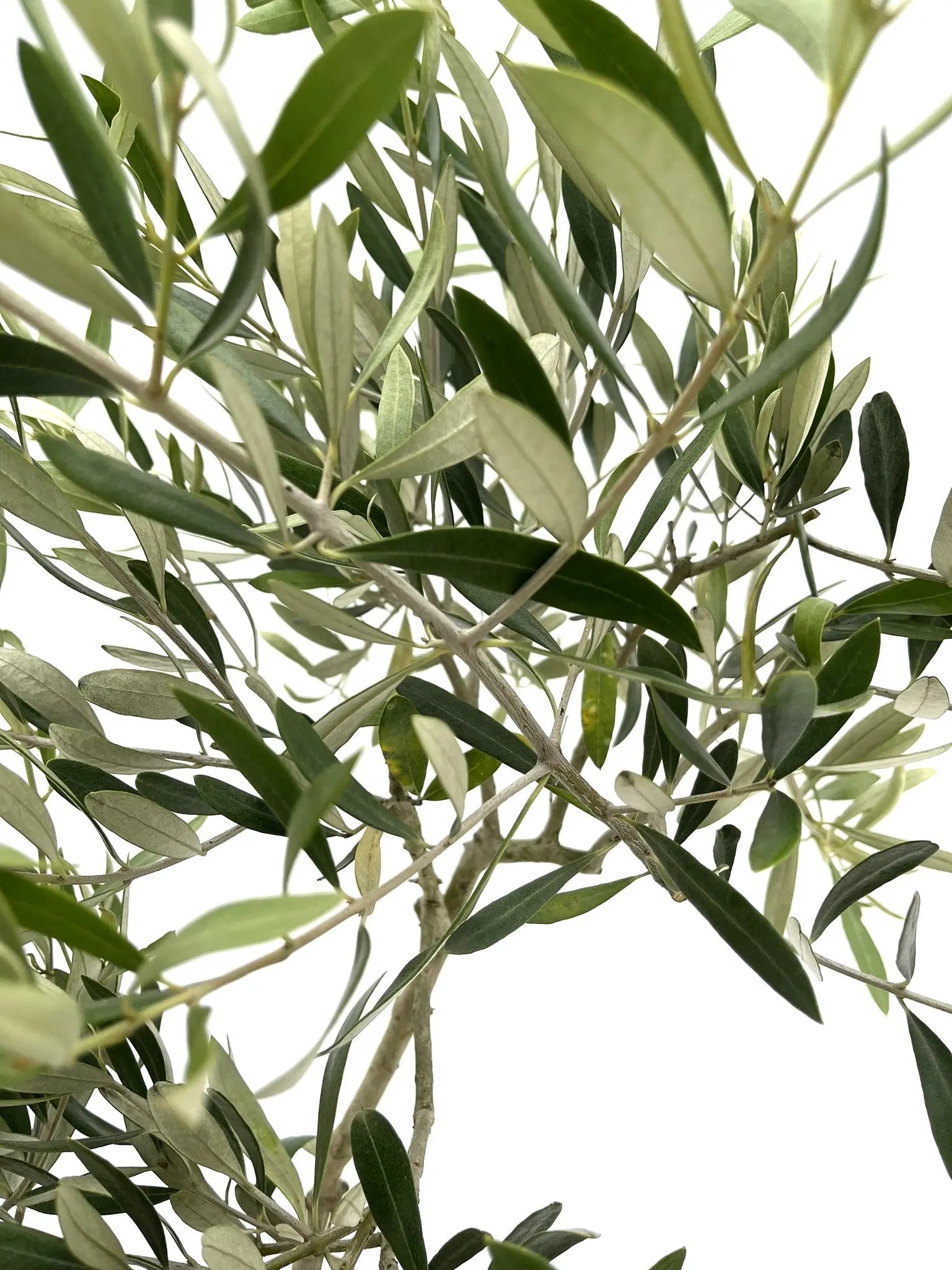 ジャンボカラマタの木 小倉園 オリーブ・ジャンボカラマタ 8号鉢 オリーブの木 鉢植え