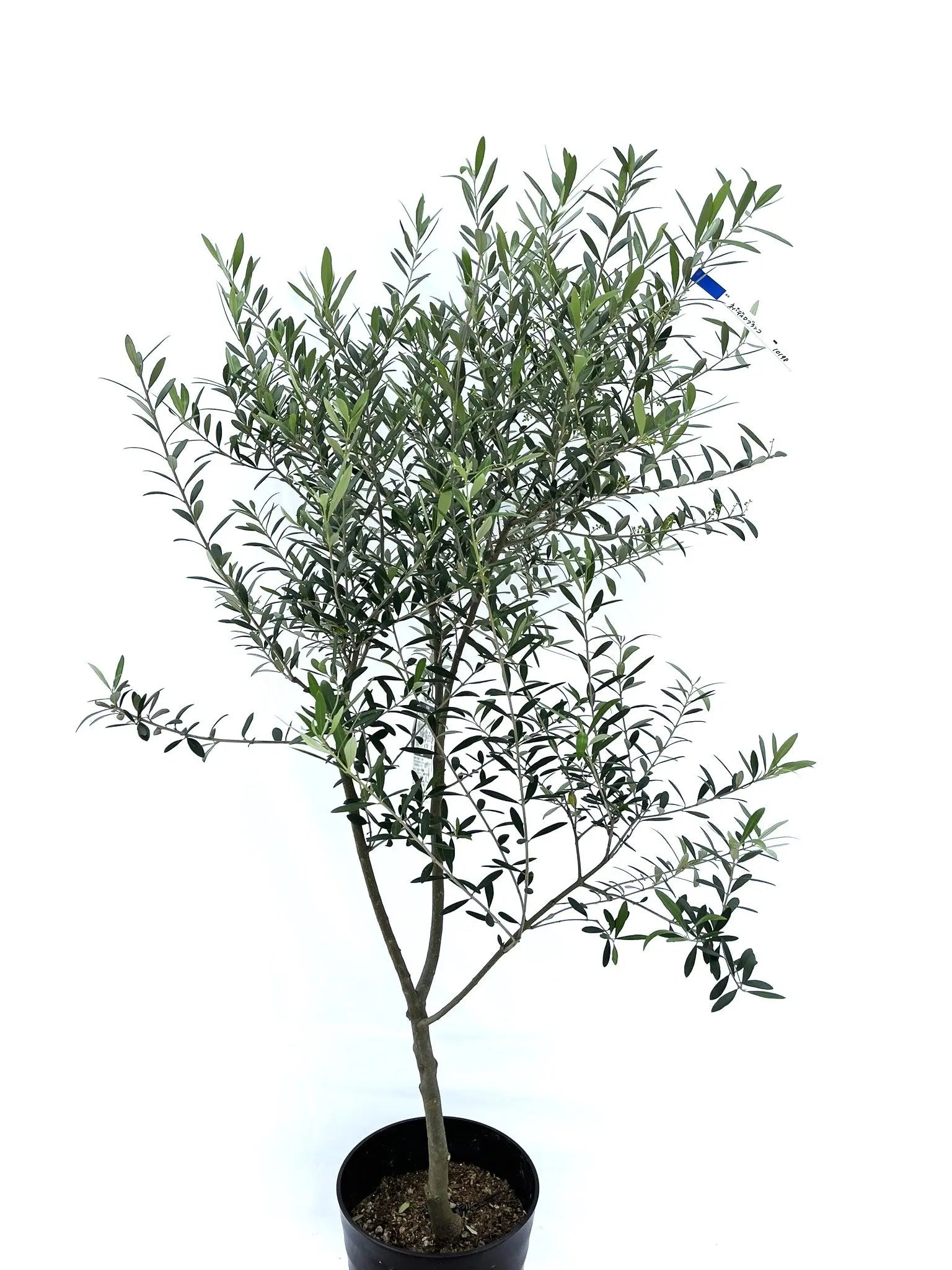 ネバディロブランコ Mサイズ 約140cm NO.10198 オリーブの木