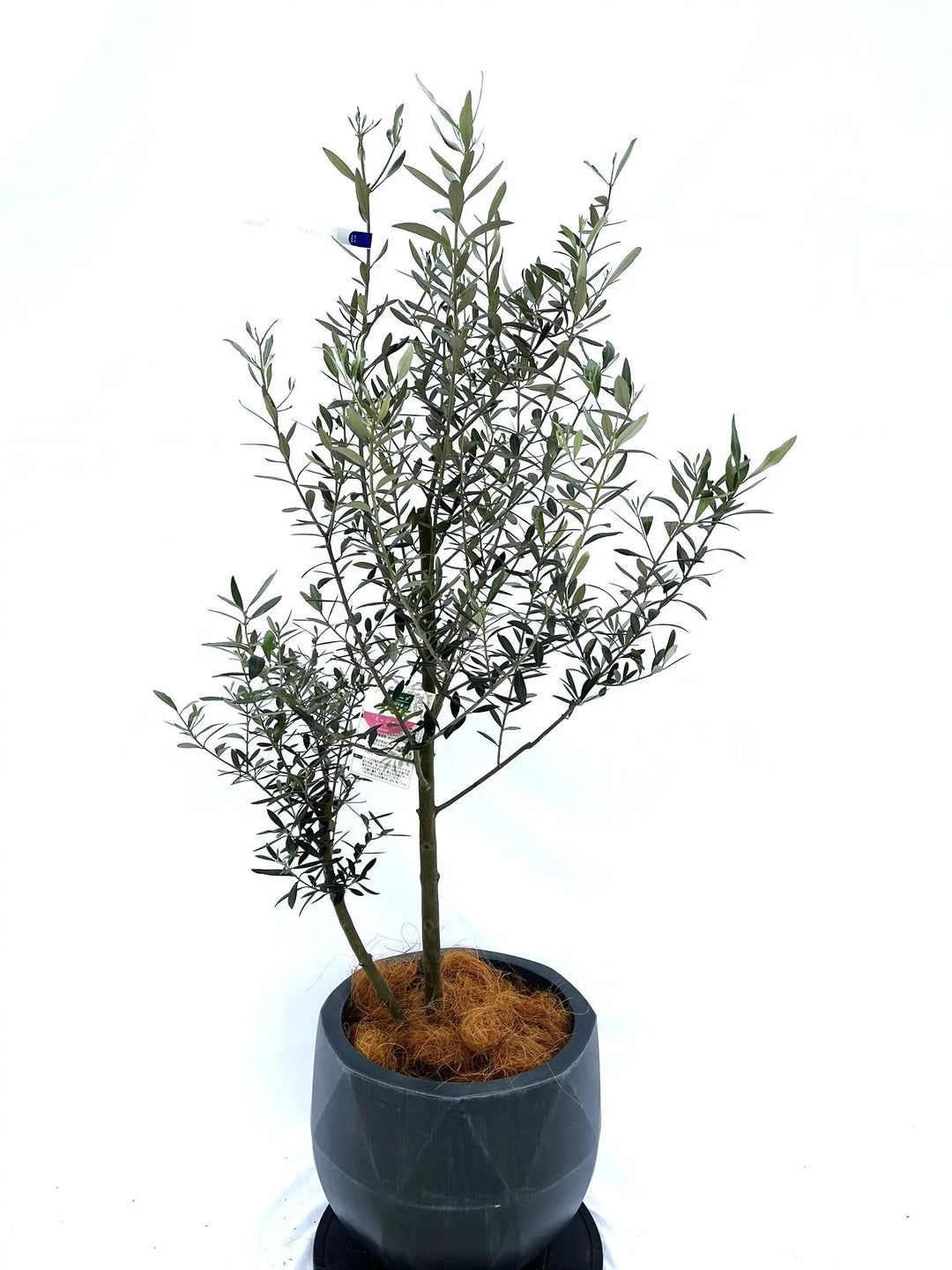 ミッション Mサイズ 約140cm NO.10200 オリーブの木 - 株式会社