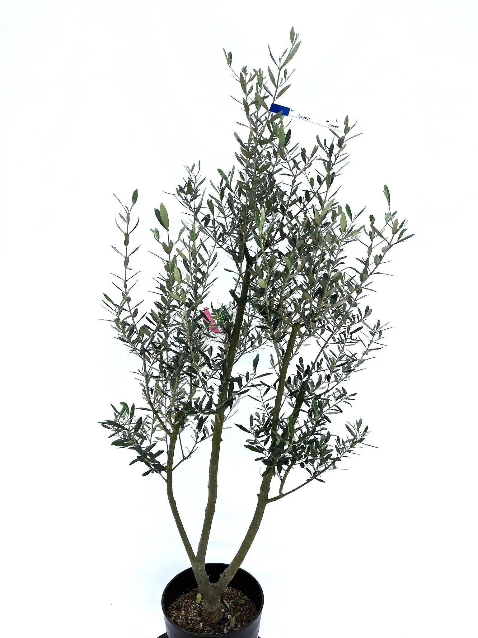 ミッション Mサイズ 約140cm NO.10201 オリーブの木 - 株式会社鶴亀園