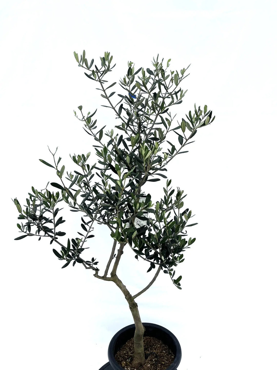 ルッカ Mサイズ 約130cm NO.10202 オリーブの木 - 株式会社鶴亀園