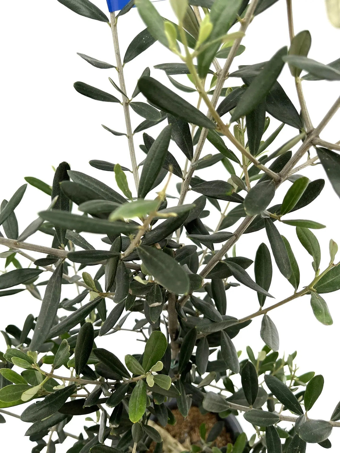 ルッカ Mサイズ 約130cm NO.10202 オリーブの木 - 株式会社鶴亀園