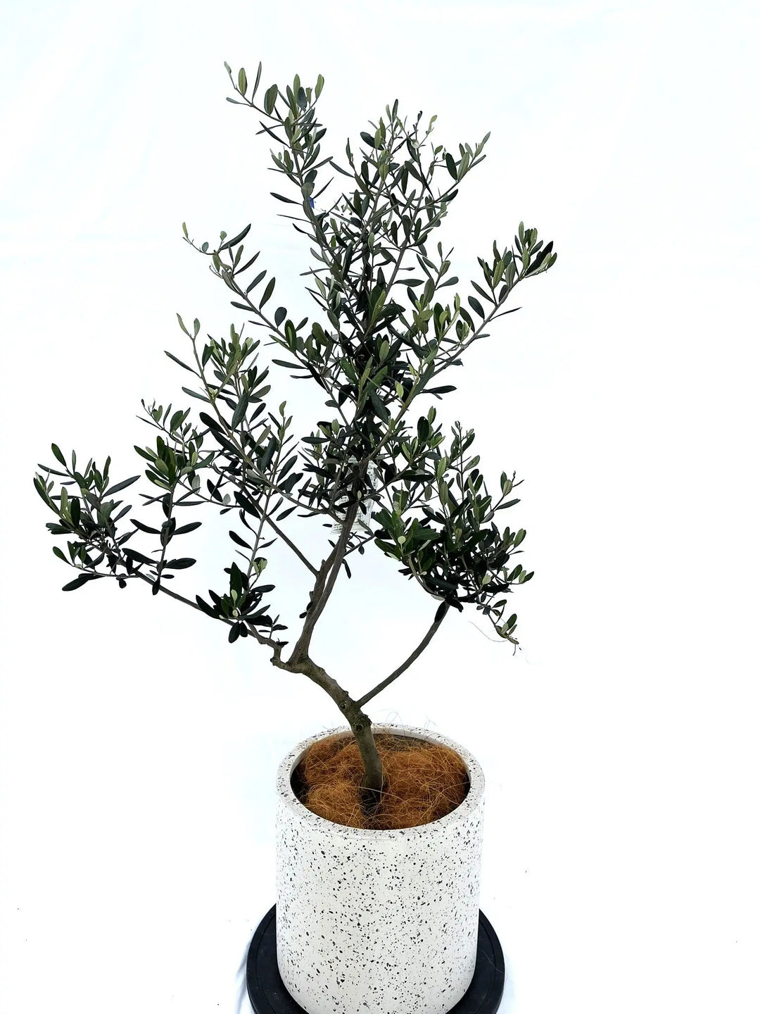 ルッカ Mサイズ 約130cm NO.10202 オリーブの木□品種名 ルッカ
