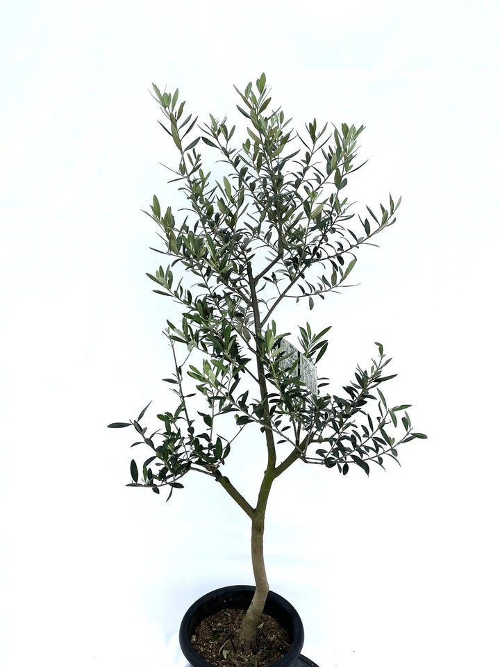 レッチーノ Mサイズ 約140cm NO.10204 オリーブの木 - 株式会社鶴亀園