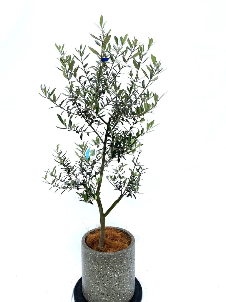 レッチーノ Mサイズ 約140cm NO.10204 オリーブの木 - 株式会社鶴亀園