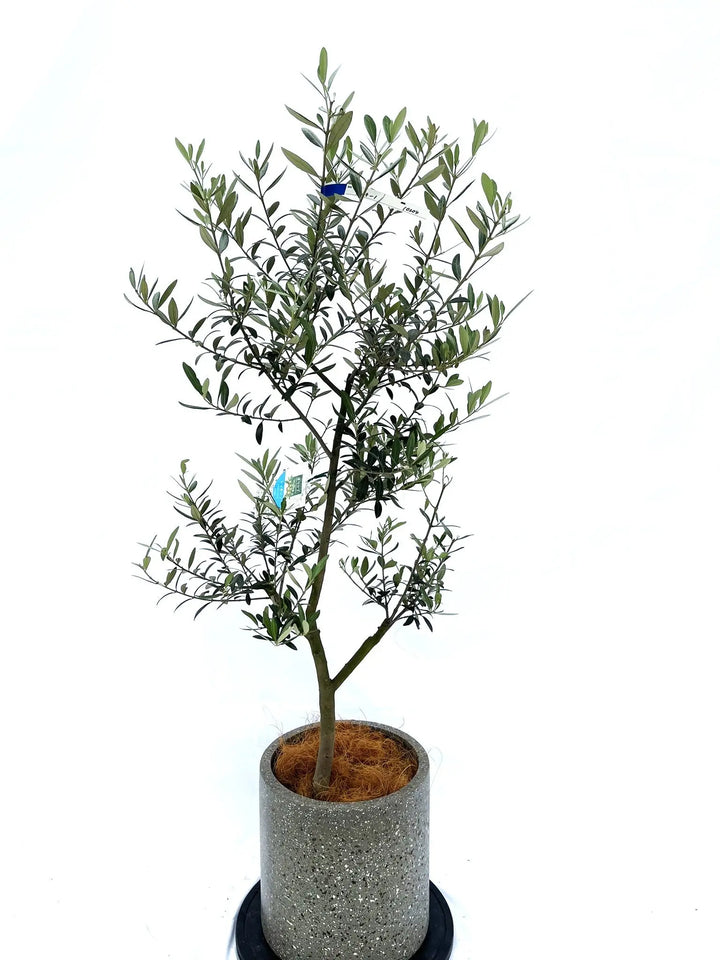 レッチーノ Mサイズ 約140cm NO.10204 オリーブの木 - 株式会社鶴亀園
