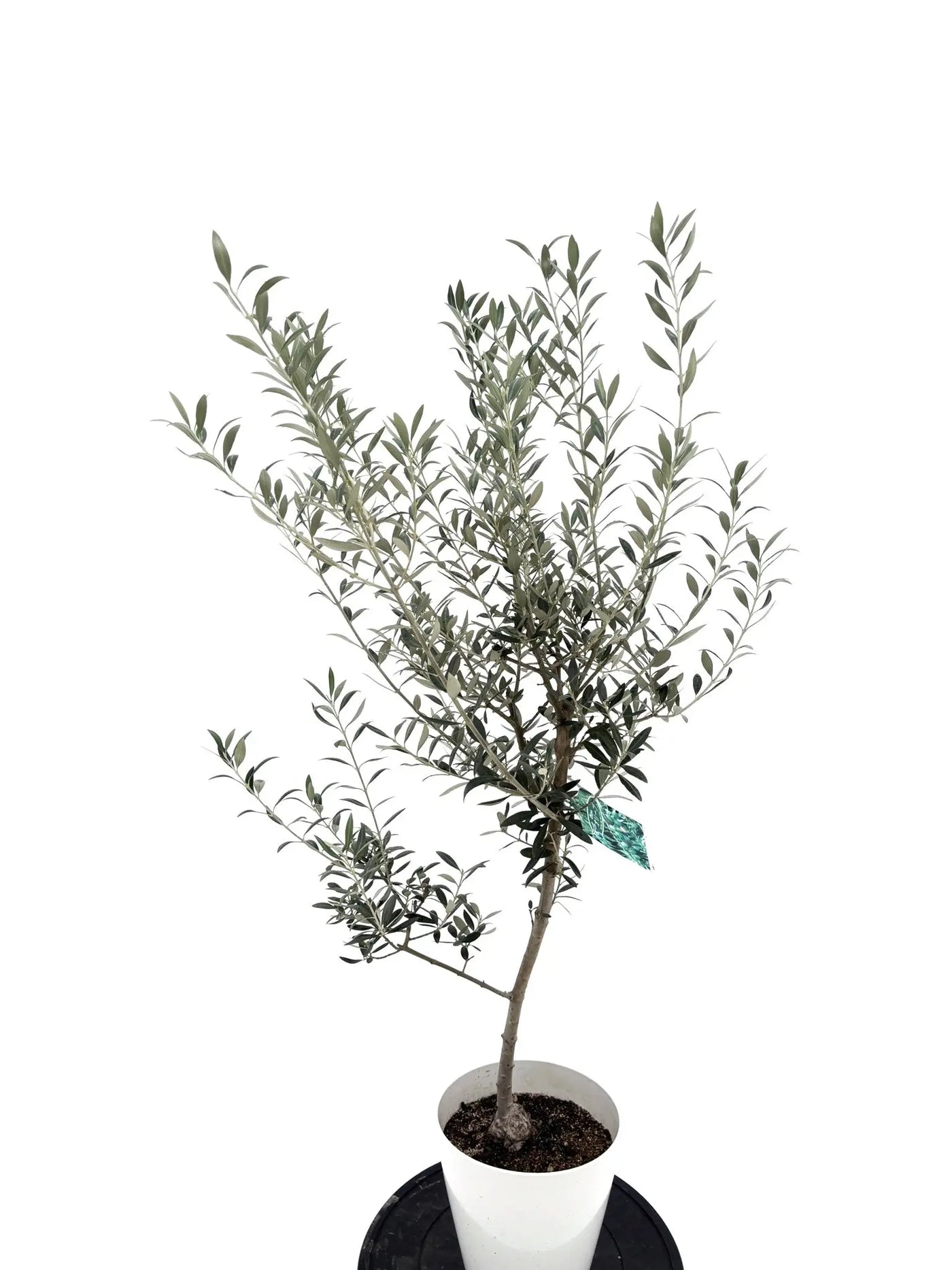 NEWセントキャサリン（オリーブの木）｜Sサイズ｜NO.10710｜約125cm｜希少品種・シンボルツリー向け 株式会社鶴亀園