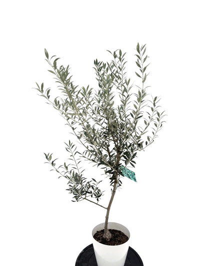 NEWセントキャサリン（オリーブの木）｜Sサイズ｜NO.10710｜約125cm｜希少品種・シンボルツリー向け 株式会社鶴亀園