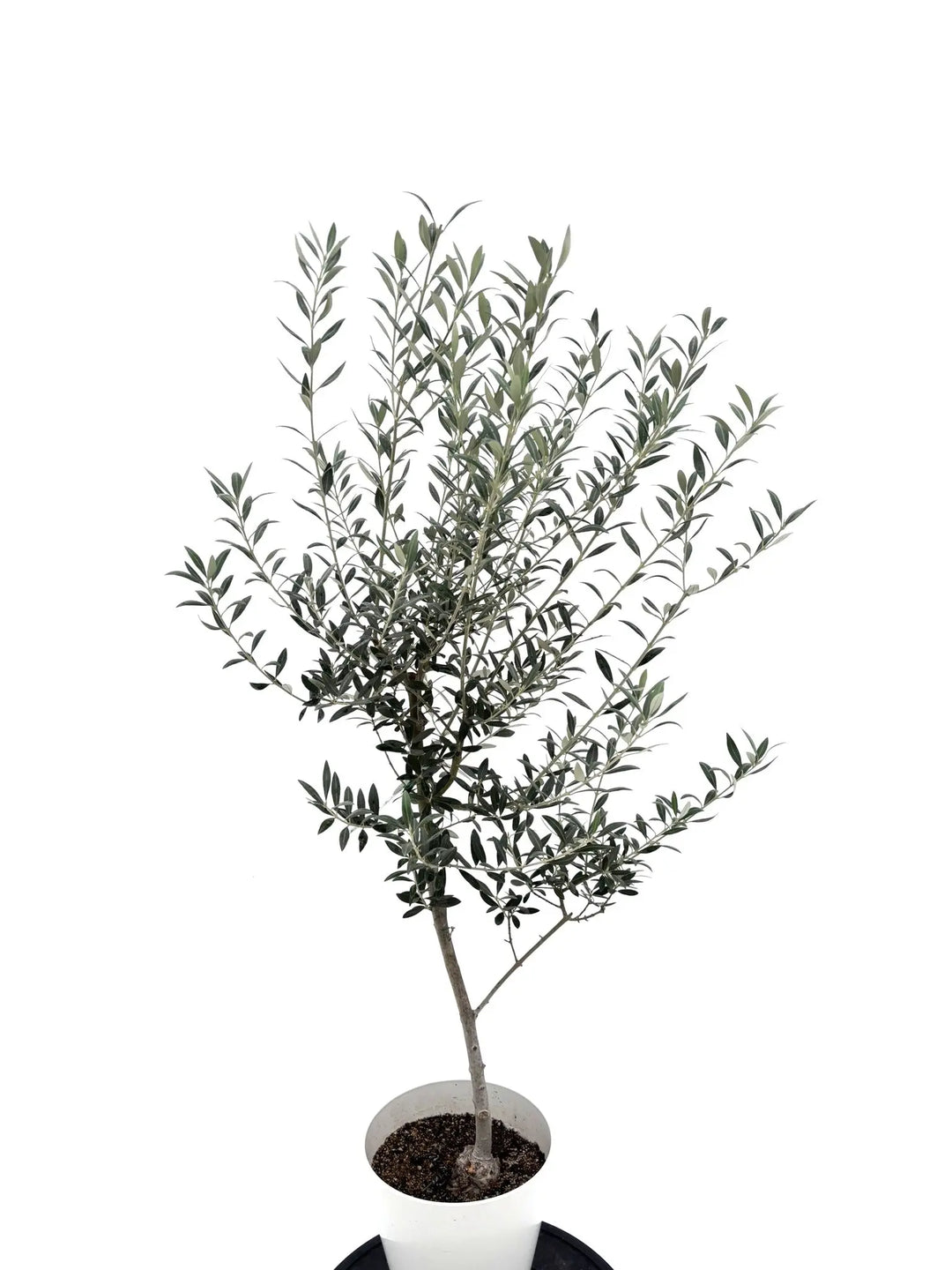 オリーブの木（全商品）｜写真の木をそのままお届け［現品販売］｜鶴亀