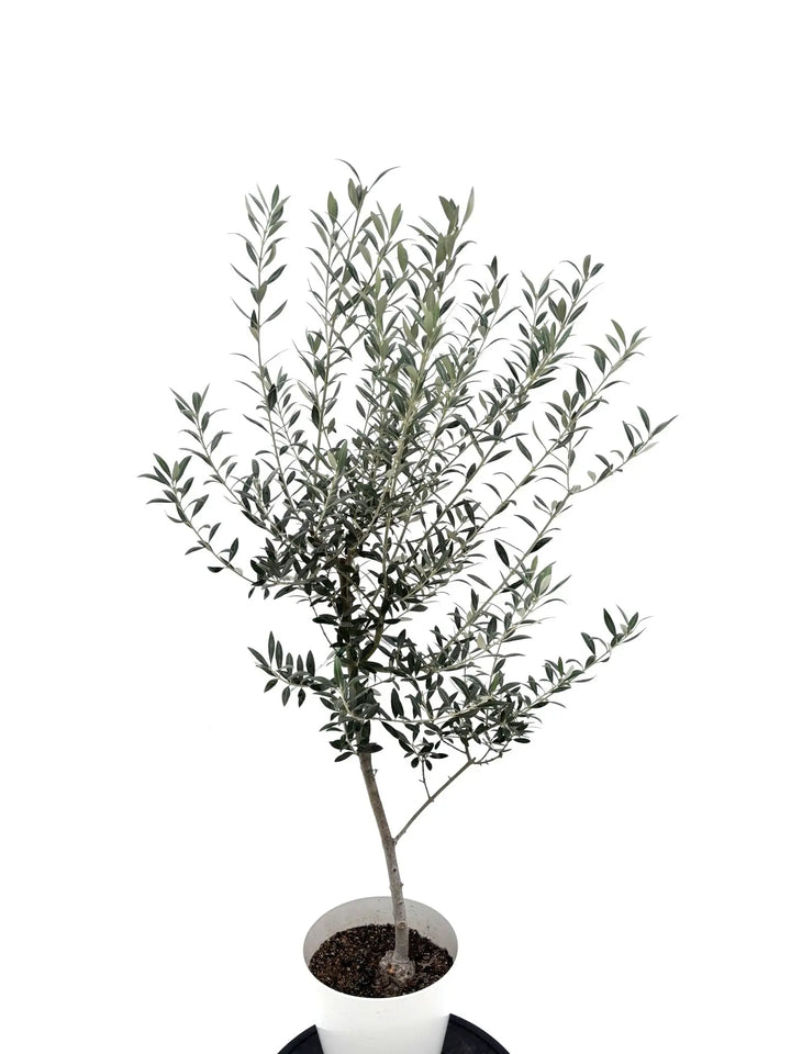 NEWセントキャサリン（オリーブの木）｜Sサイズ｜NO.10710｜約125cm