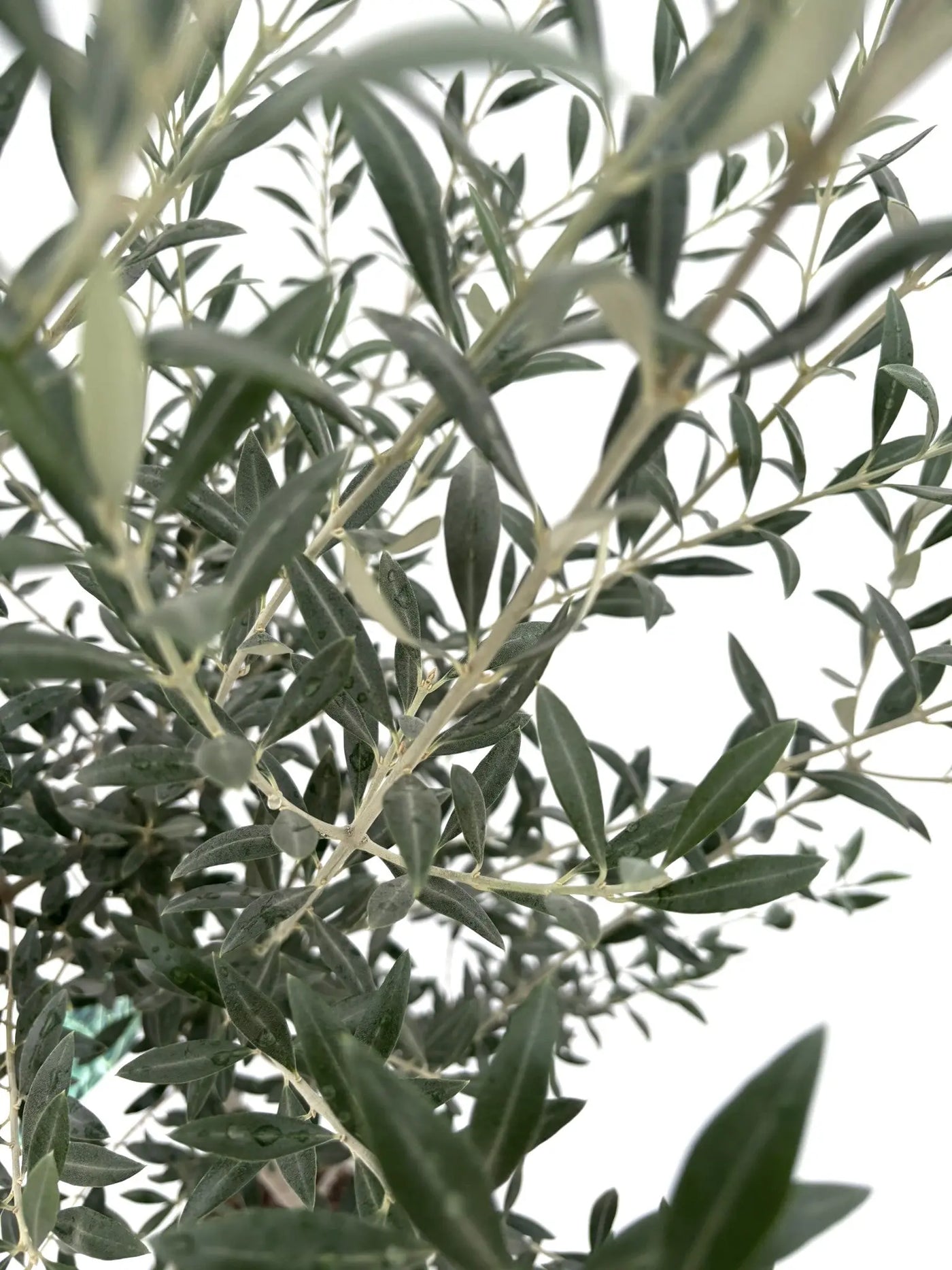 NEWセントキャサリン（オリーブの木）｜Sサイズ｜NO.10710｜約125cm｜希少品種・シンボルツリー向け 株式会社鶴亀園