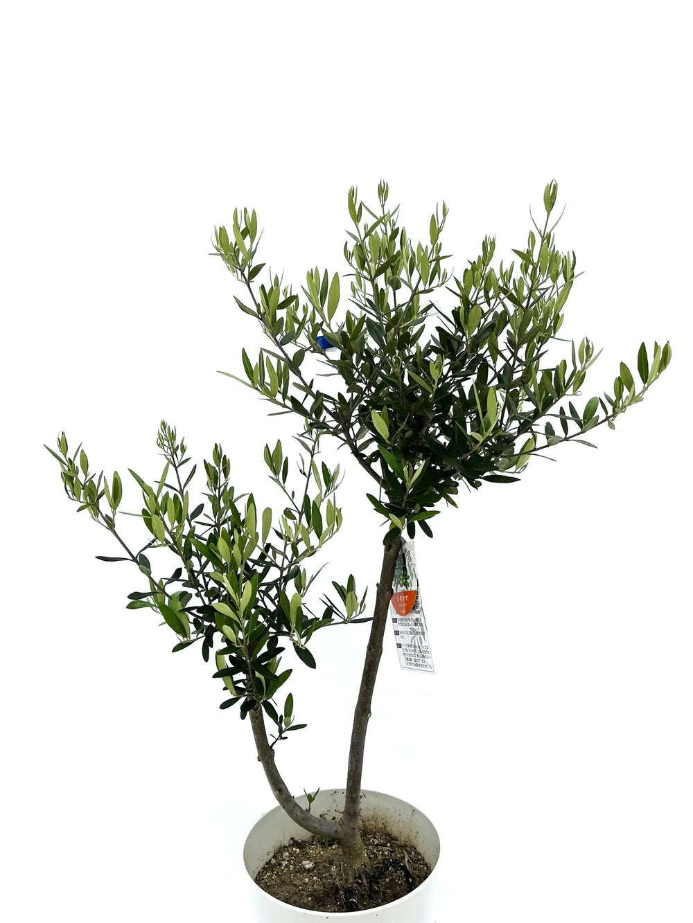 オリーブの木｜全サイズ・全品種一覧｜鶴亀園公式通販 – タグ