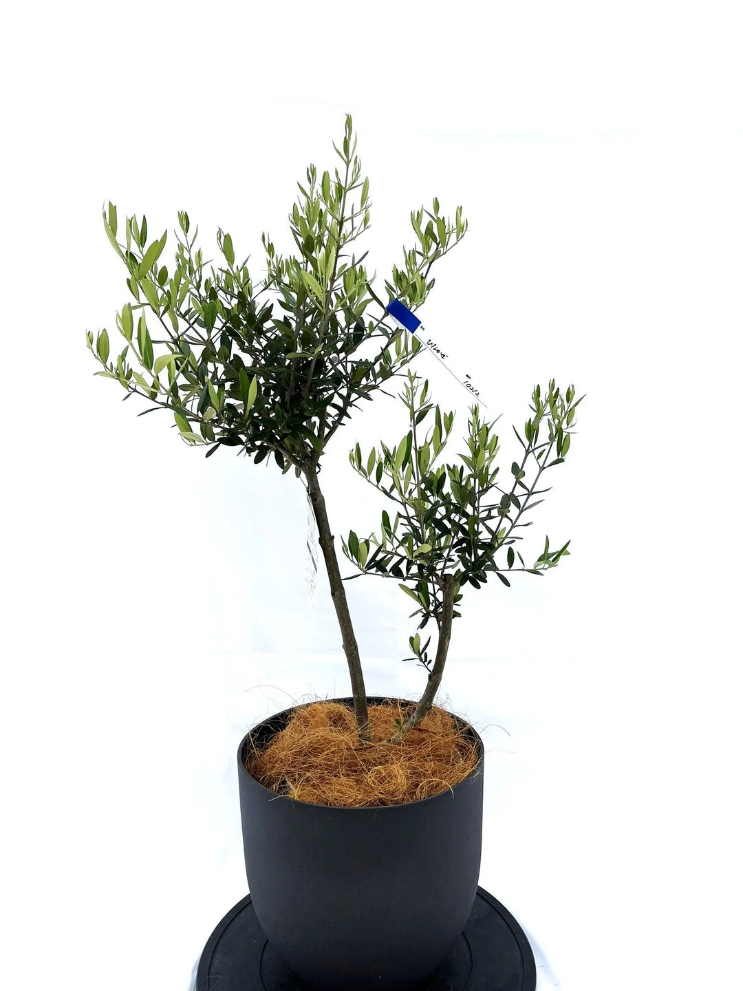 ひなかぜ Sサイズ 約90cm NO.10212 オリーブの木 - 株式会社鶴亀園