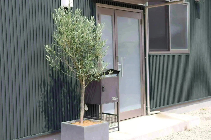 法人限定】シプレシーノ（オリーブの木） XL｜約230cm｜No.1933