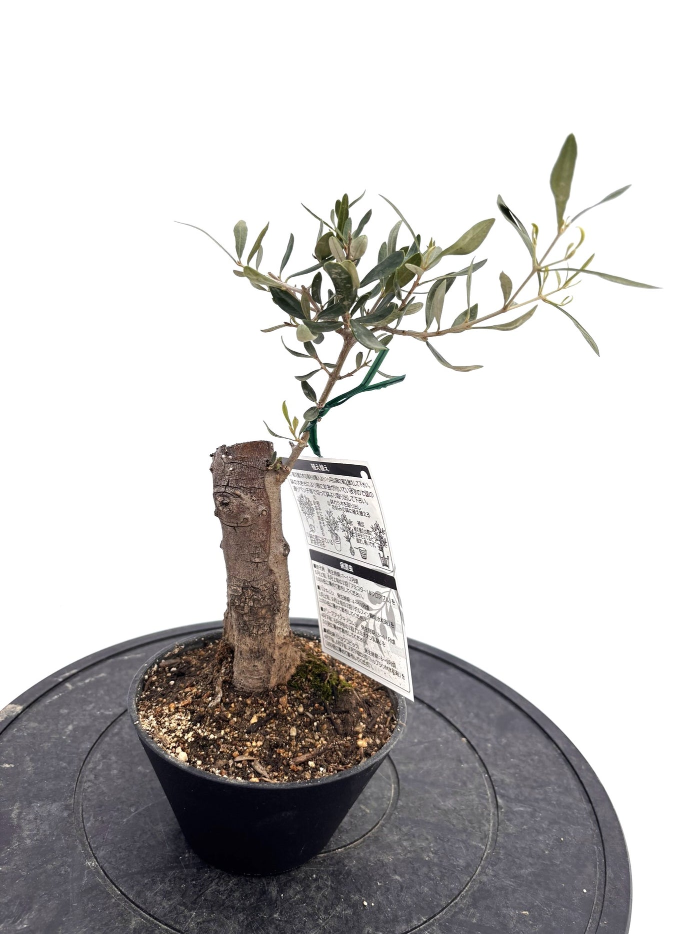 盆栽風オリーブ｜XXS（5号鉢）｜おまかせ｜2つのシルエットから選べる小鉢オリーブ