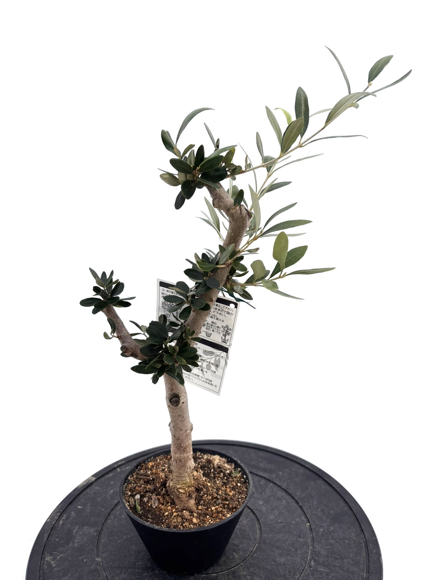 盆栽風オリーブ｜XXS（5号鉢）｜おまかせ｜2つのシルエットから選べる小鉢オリーブ