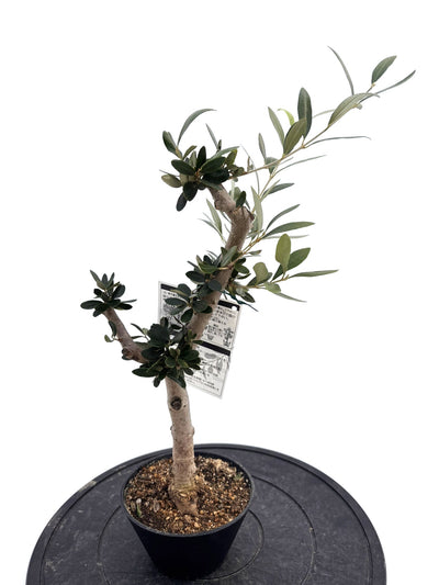 盆栽風オリーブ｜XXS（5号鉢）｜おまかせ｜2つのシルエットから選べる小鉢オリーブ