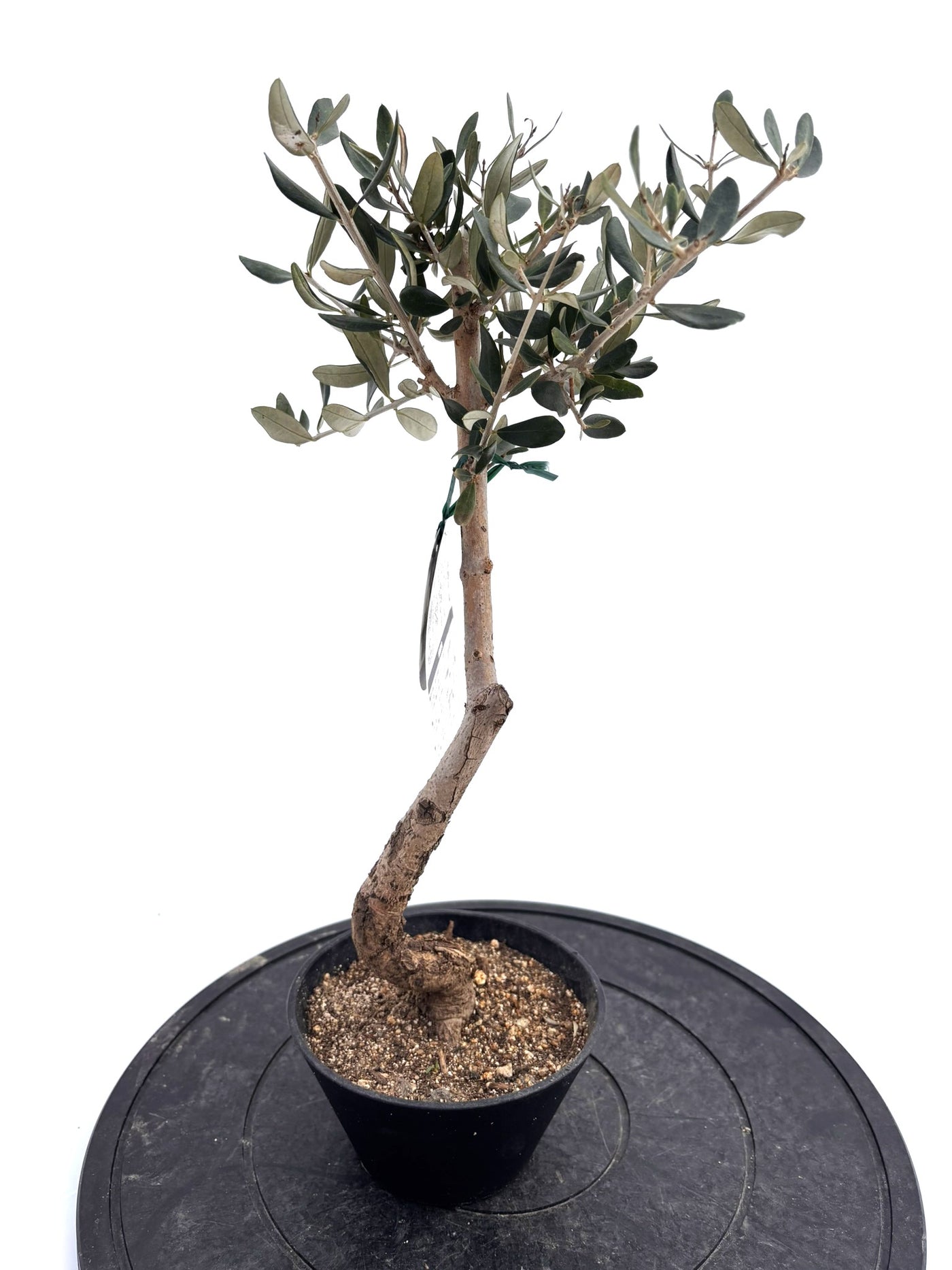 盆栽風オリーブ｜XXS（5号鉢）｜おまかせ｜2つのシルエットから選べる小鉢オリーブ