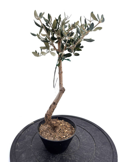 盆栽風オリーブ｜XXS（5号鉢）｜おまかせ｜2つのシルエットから選べる小鉢オリーブ