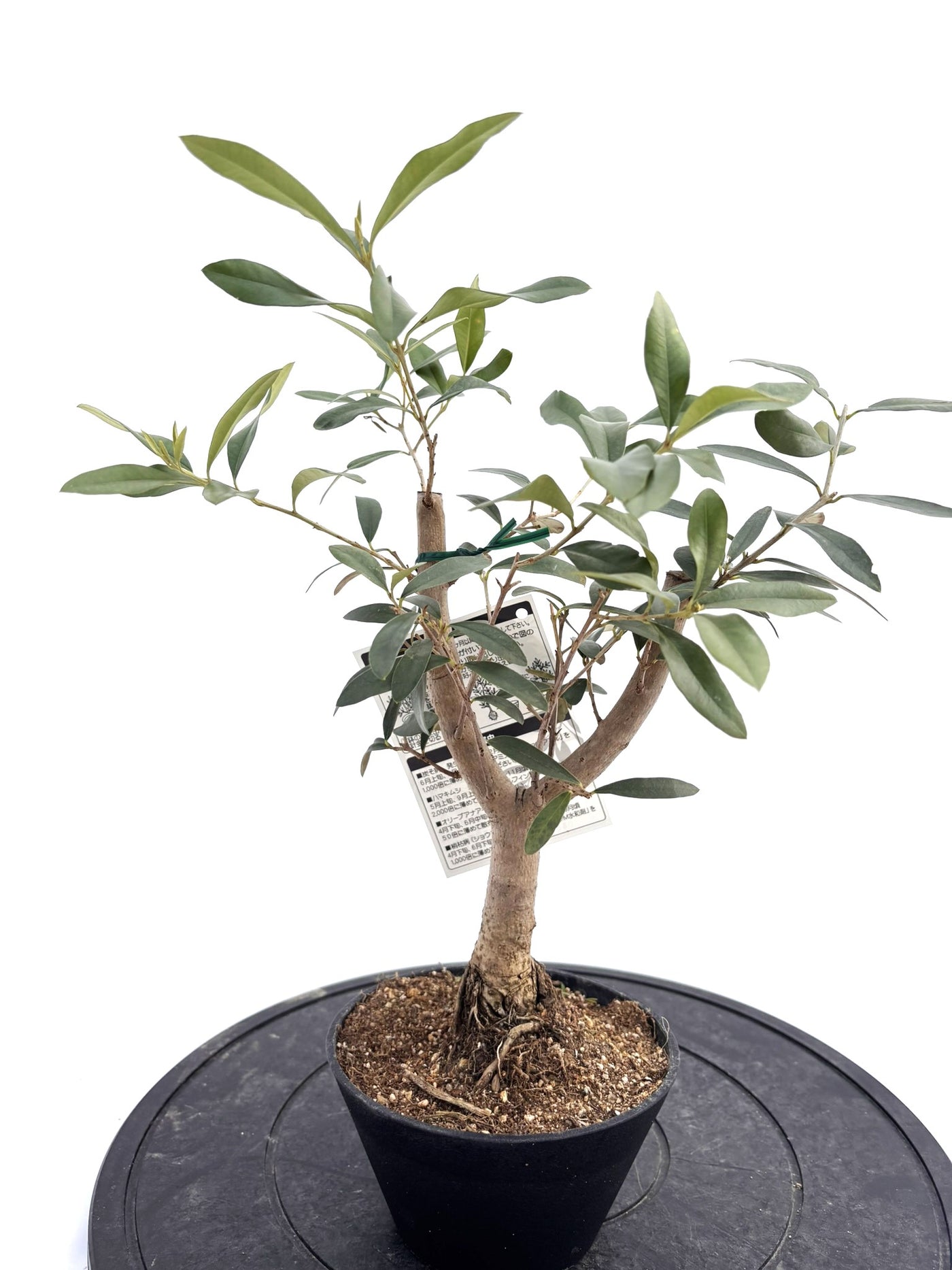 盆栽風オリーブ｜XXS（5号鉢）｜おまかせ｜2つのシルエットから選べる小鉢オリーブ
